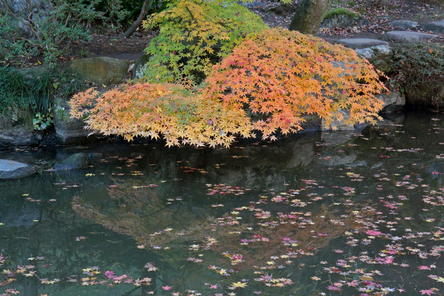 Ramas con hojas naranjas y amarillas reflejadas en la superficie del agua