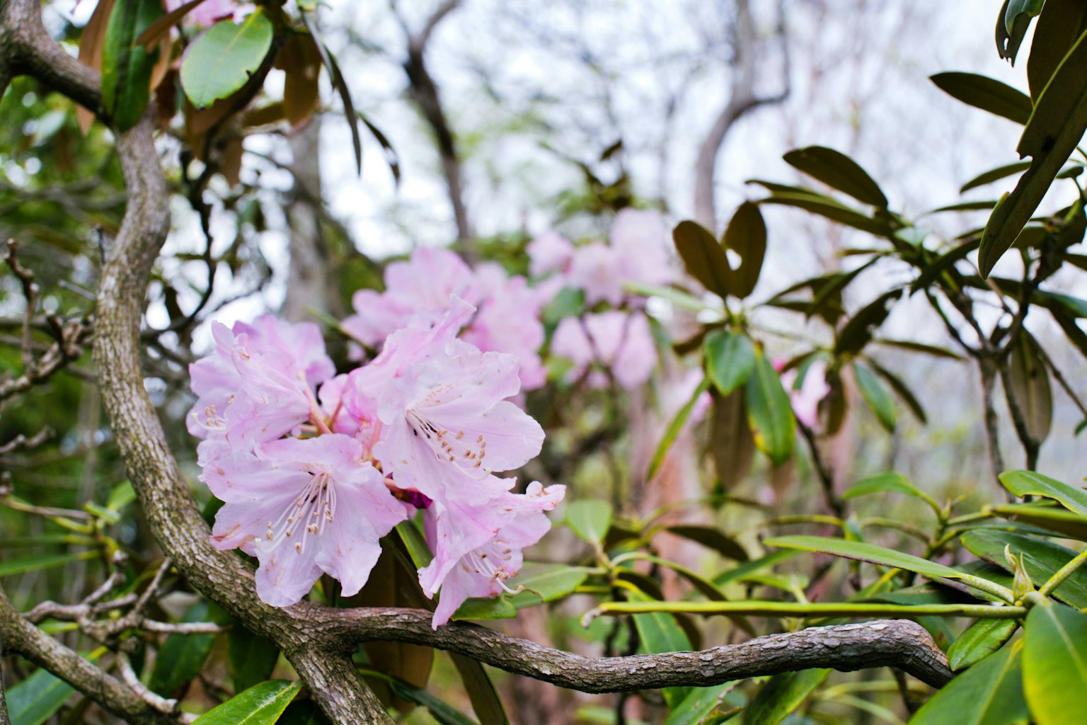 Fiori di rododendro rosa che fioriscono sui rami