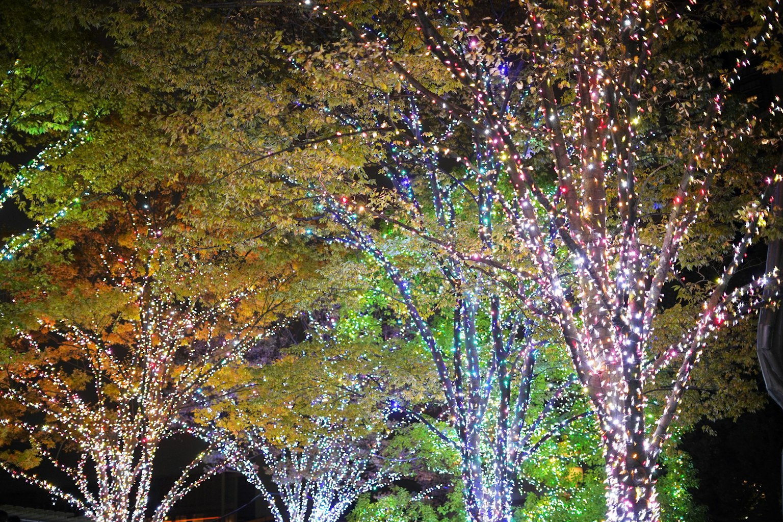 Hermosa vista de árboles iluminados por la noche
