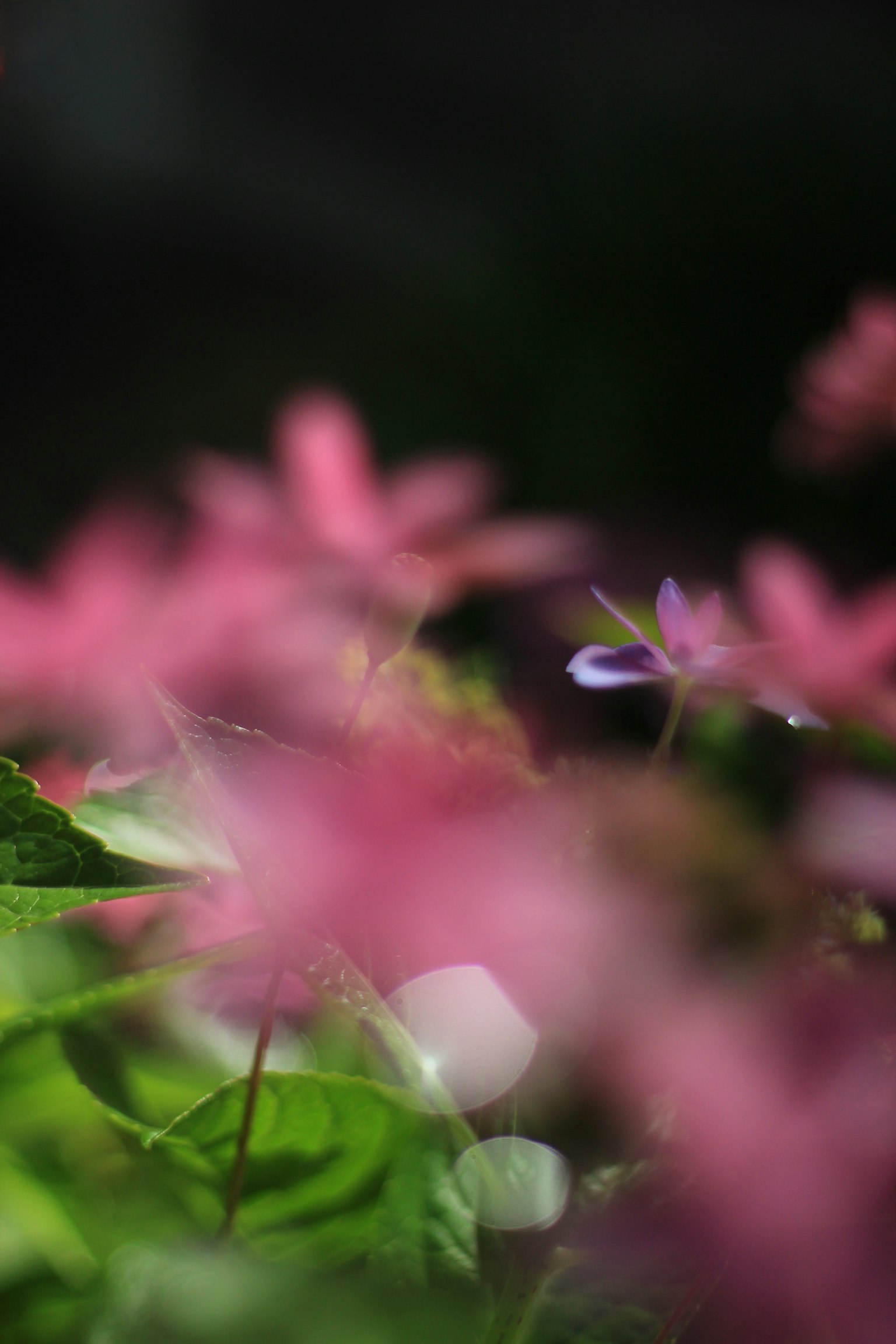 模糊的粉色花朵與綠色葉子和一抹紫色花朵
