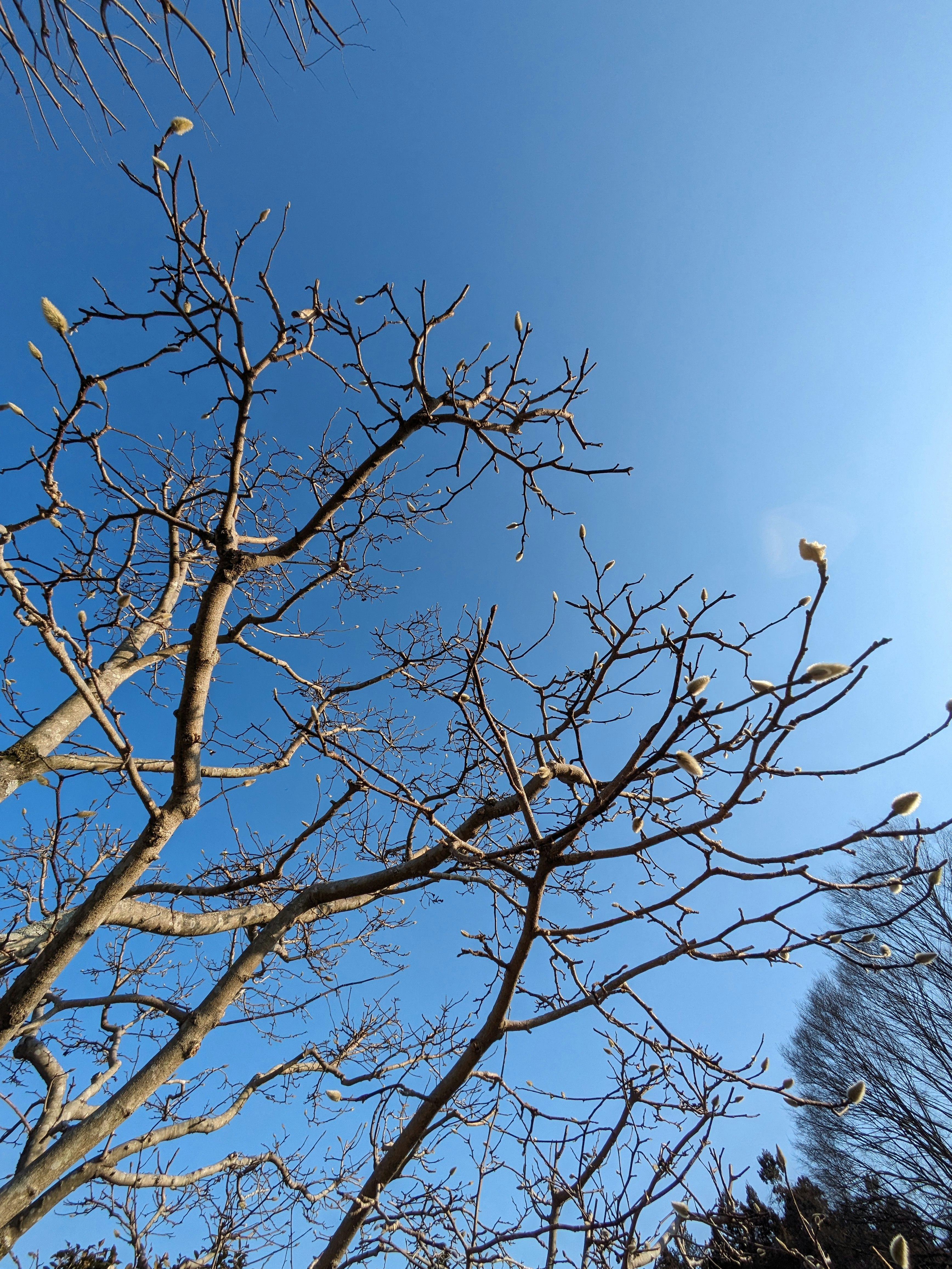 青空に伸びる枯れ枝の木