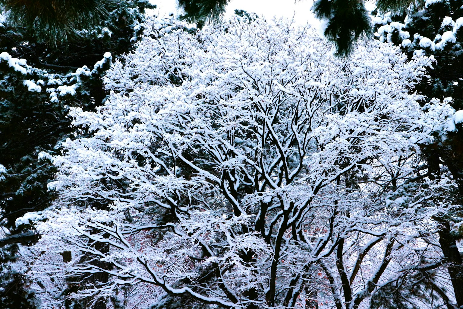 被雪覆蓋的樹枝在冬季場景中閃耀著白色