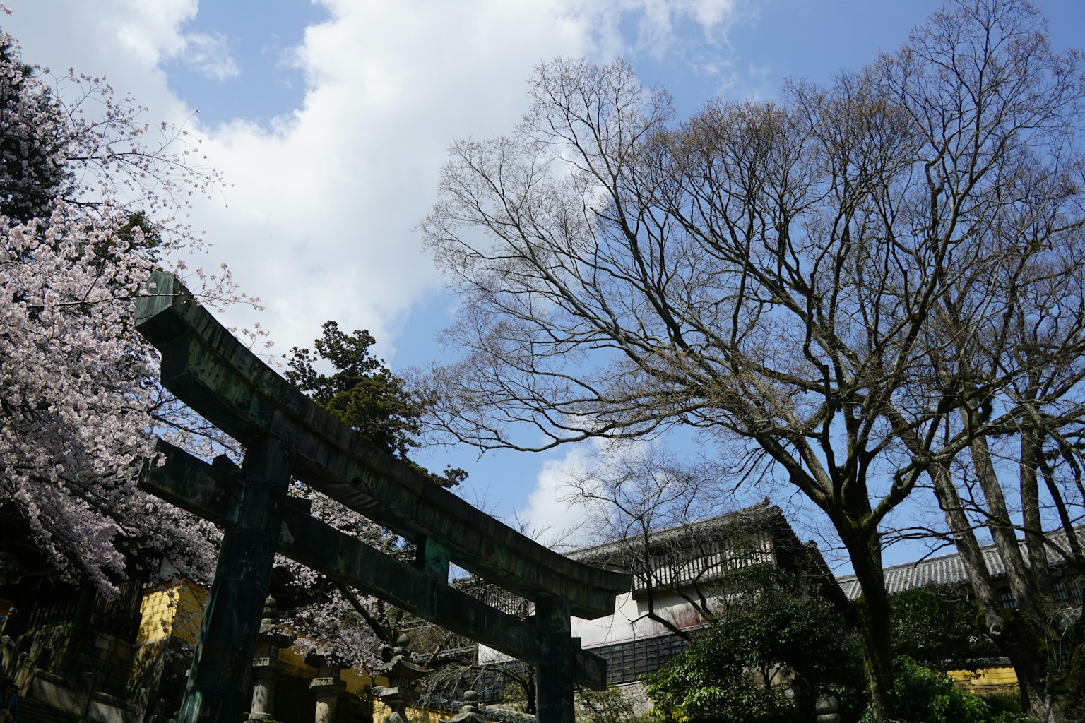Blick auf einen Park mit Kirschblütenbäumen und einem Torii