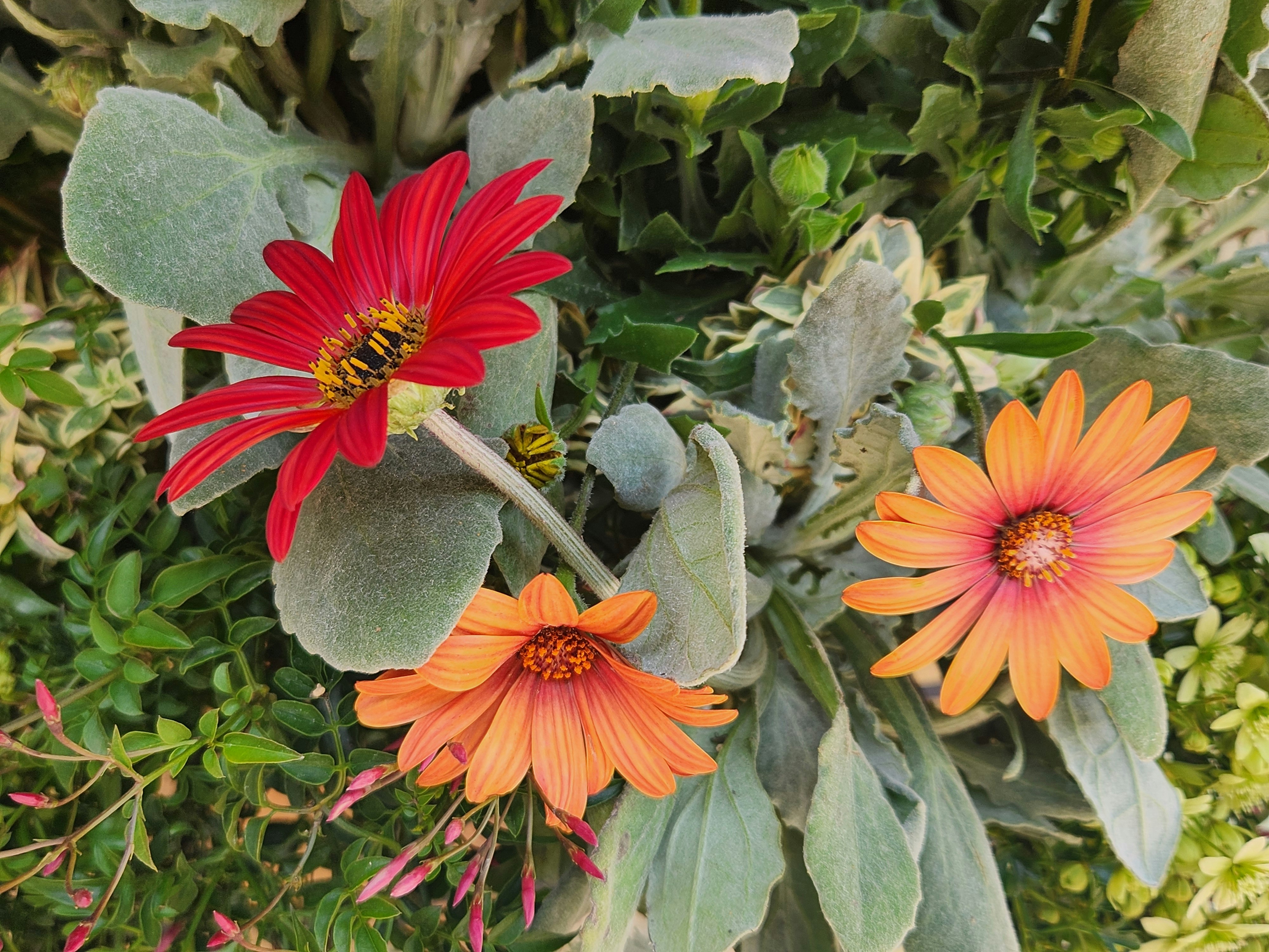 Orange and red gerbera daisies in a flower arrangement