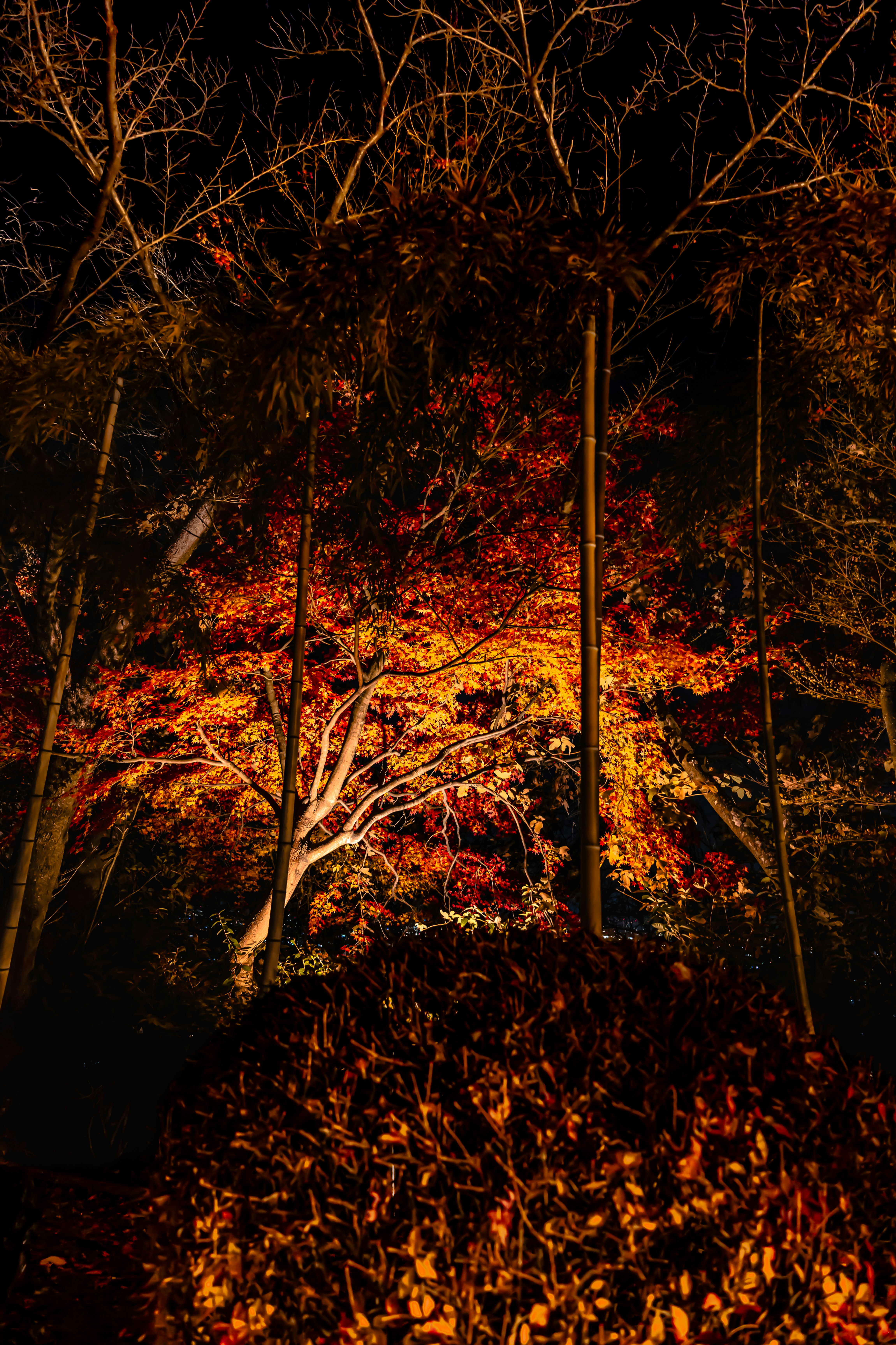 紅葉の並木が夜の森に広がる景色