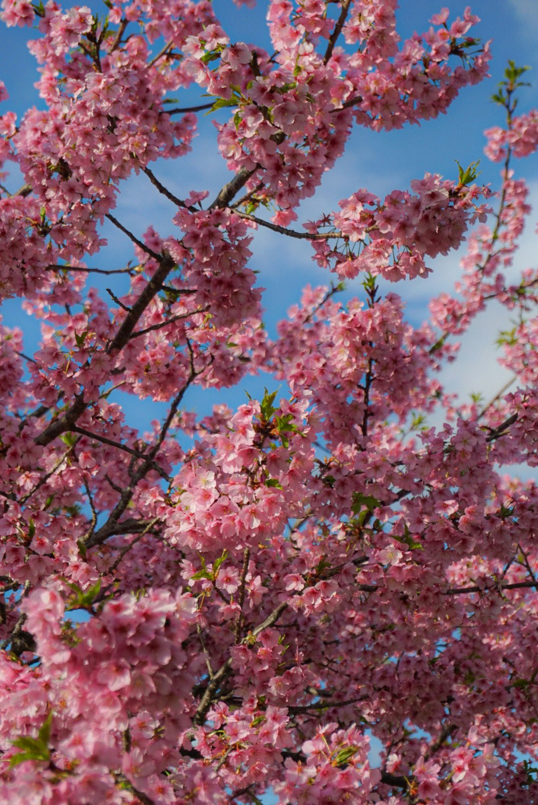 Kawazu cherry blossoms with pink blooms against a blue sky