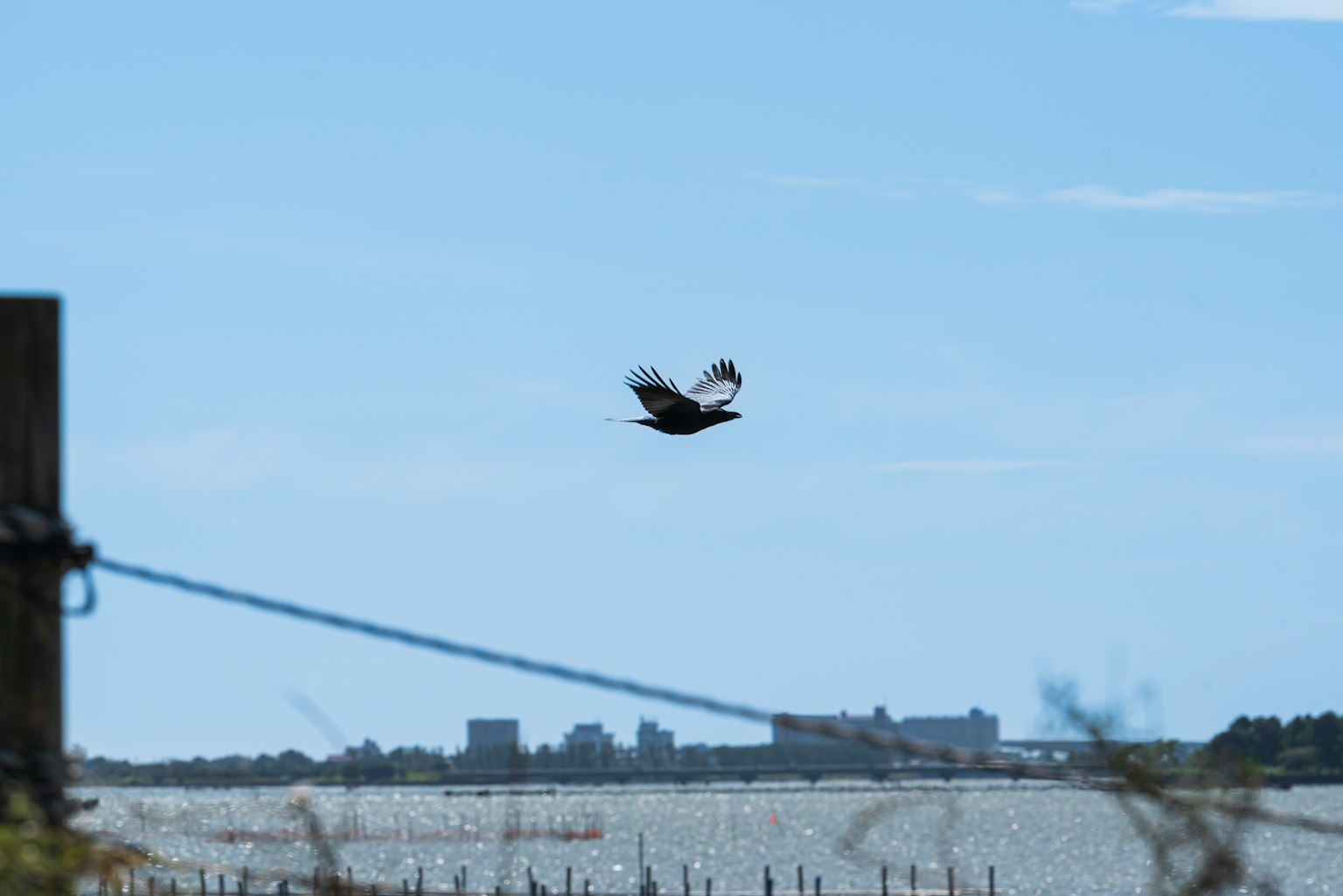 Vogel fliegt vor blauem Himmel und Wasserlandschaft