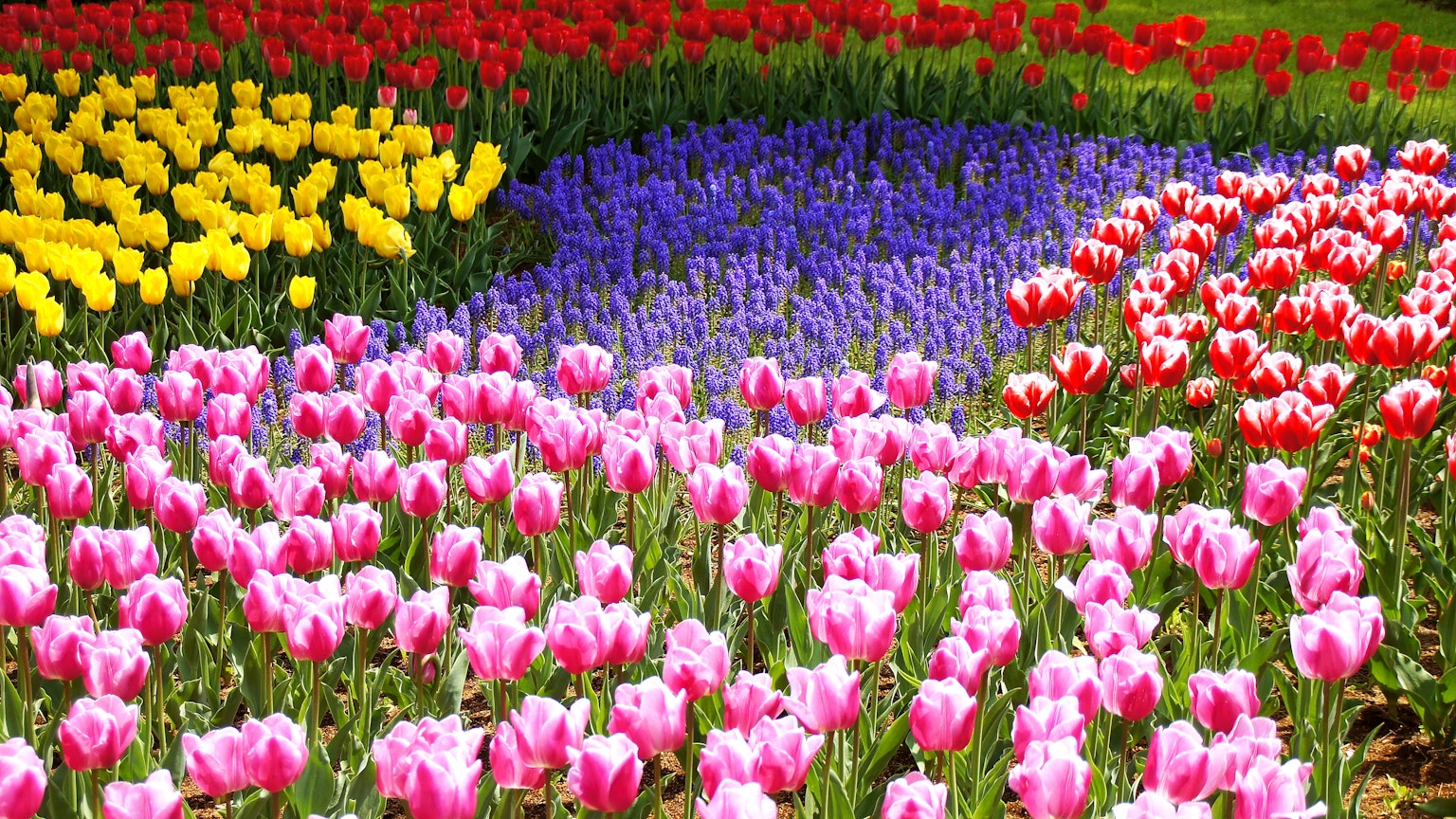 Vườn hoa rực rỡ với hoa tulip nhiều màu và hoa dạ lan hương xanh
