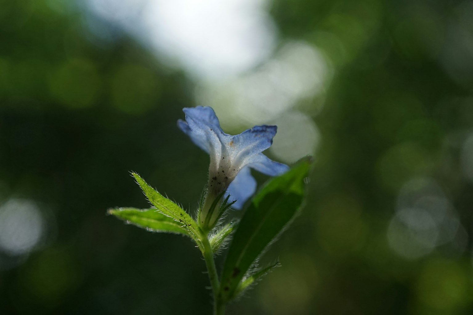 Primo piano di un fiore blu con foglie verdi sfondo verde sfocato
