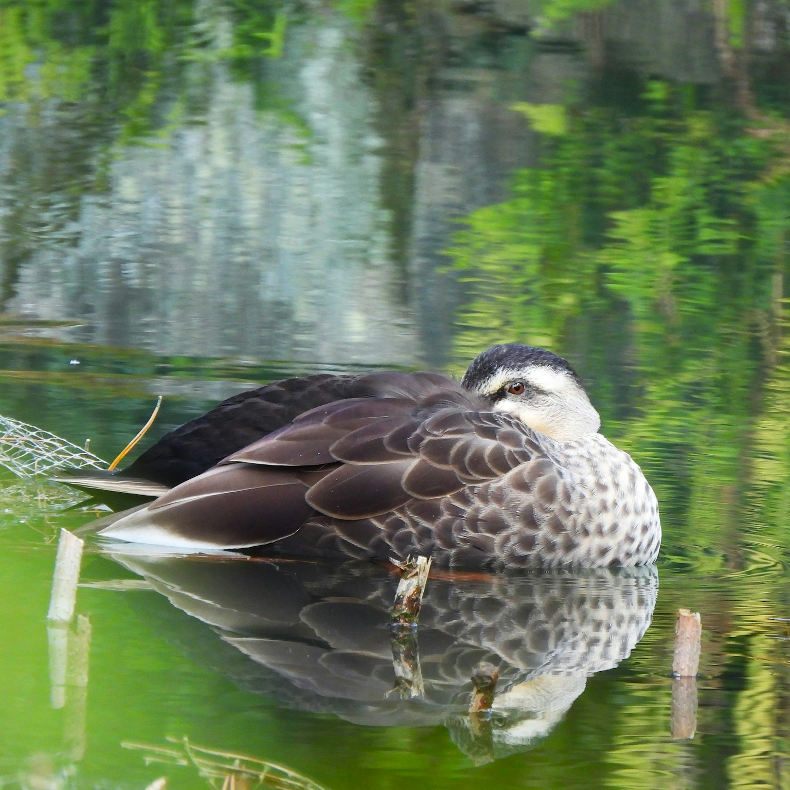 Ein Vogel, der auf der Wasseroberfläche ruht mit einem klaren Spiegelbild