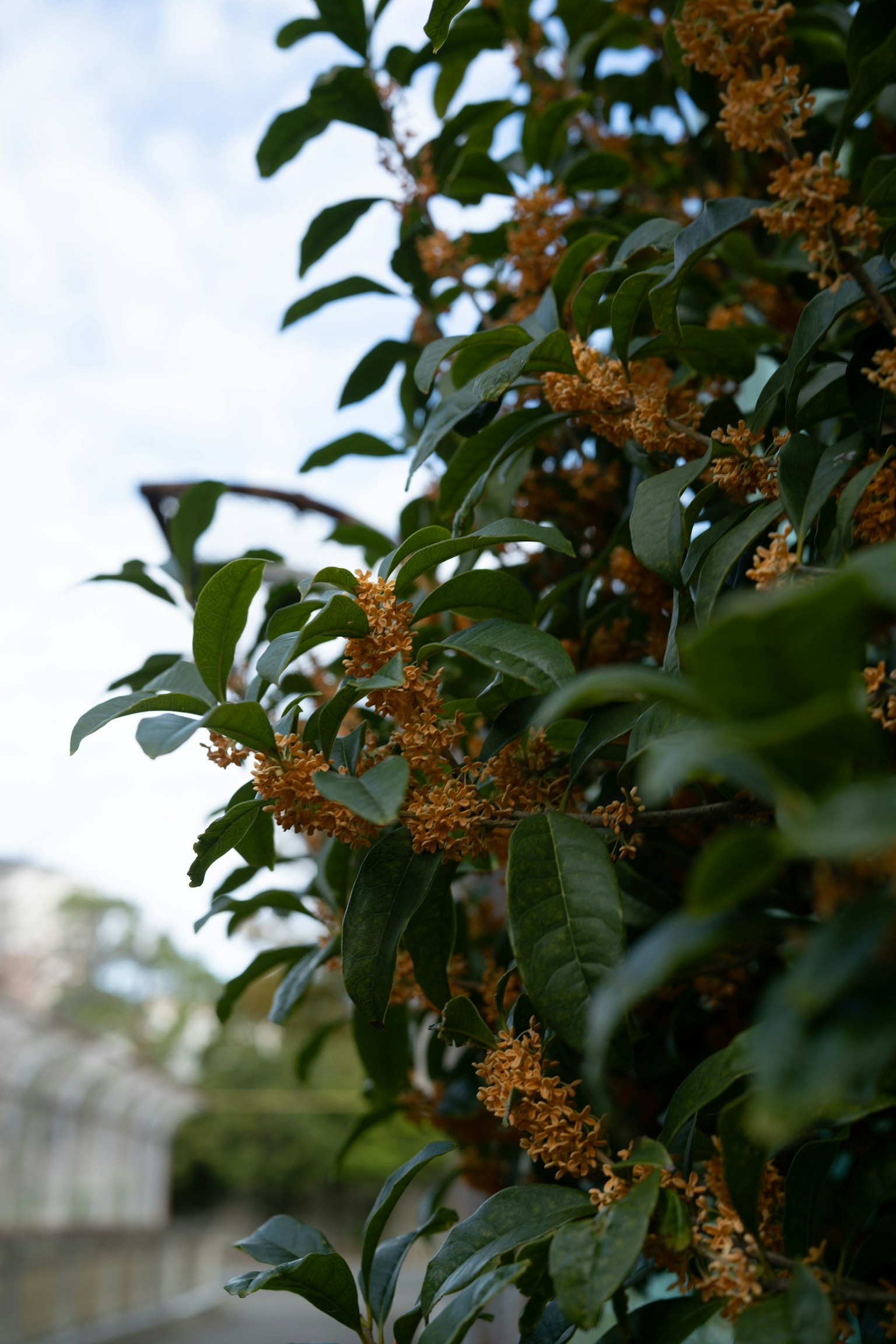 Primo piano di una pianta con foglie verdi e fiori arancioni