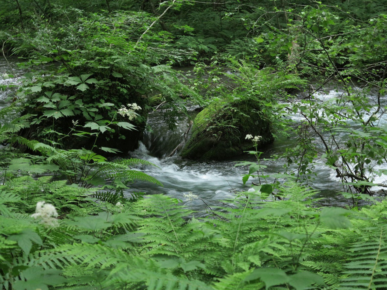Pemandangan indah dari aliran yang mengalir melalui hutan hijau lebat dengan batu dan tanaman