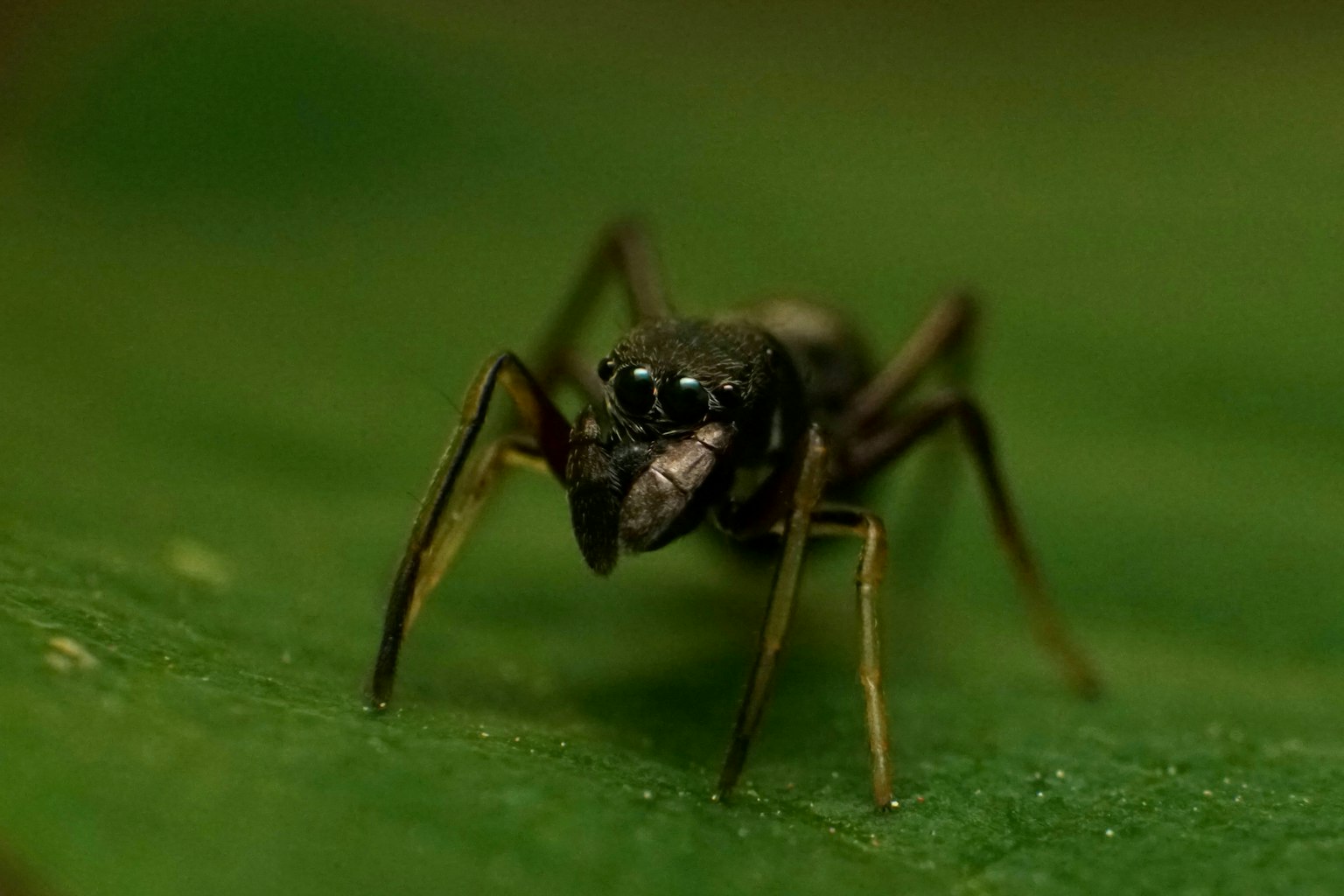 Imagen en primer plano de una araña sobre una hoja verde