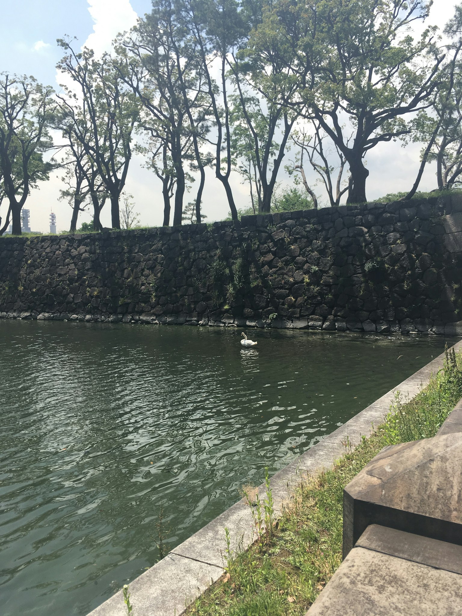 Ein ruhiger Teich mit Reflexionen von Bäumen und einer Steinmauer