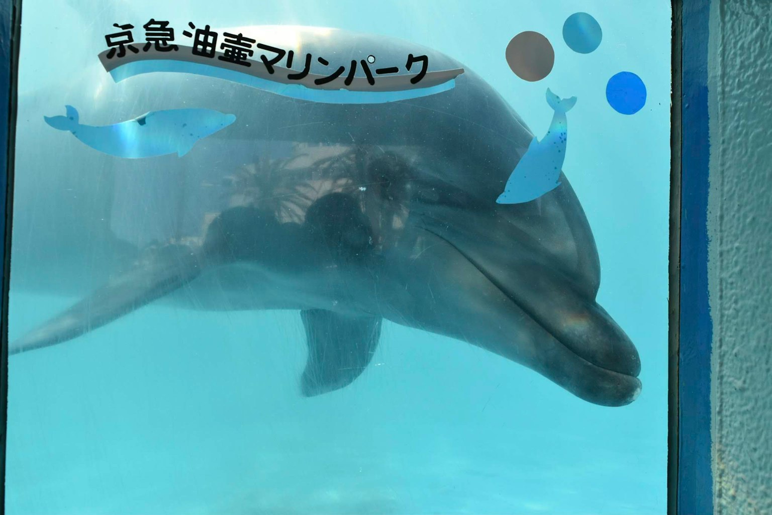 A dolphin swimming underwater with blue bubbles and text in the background