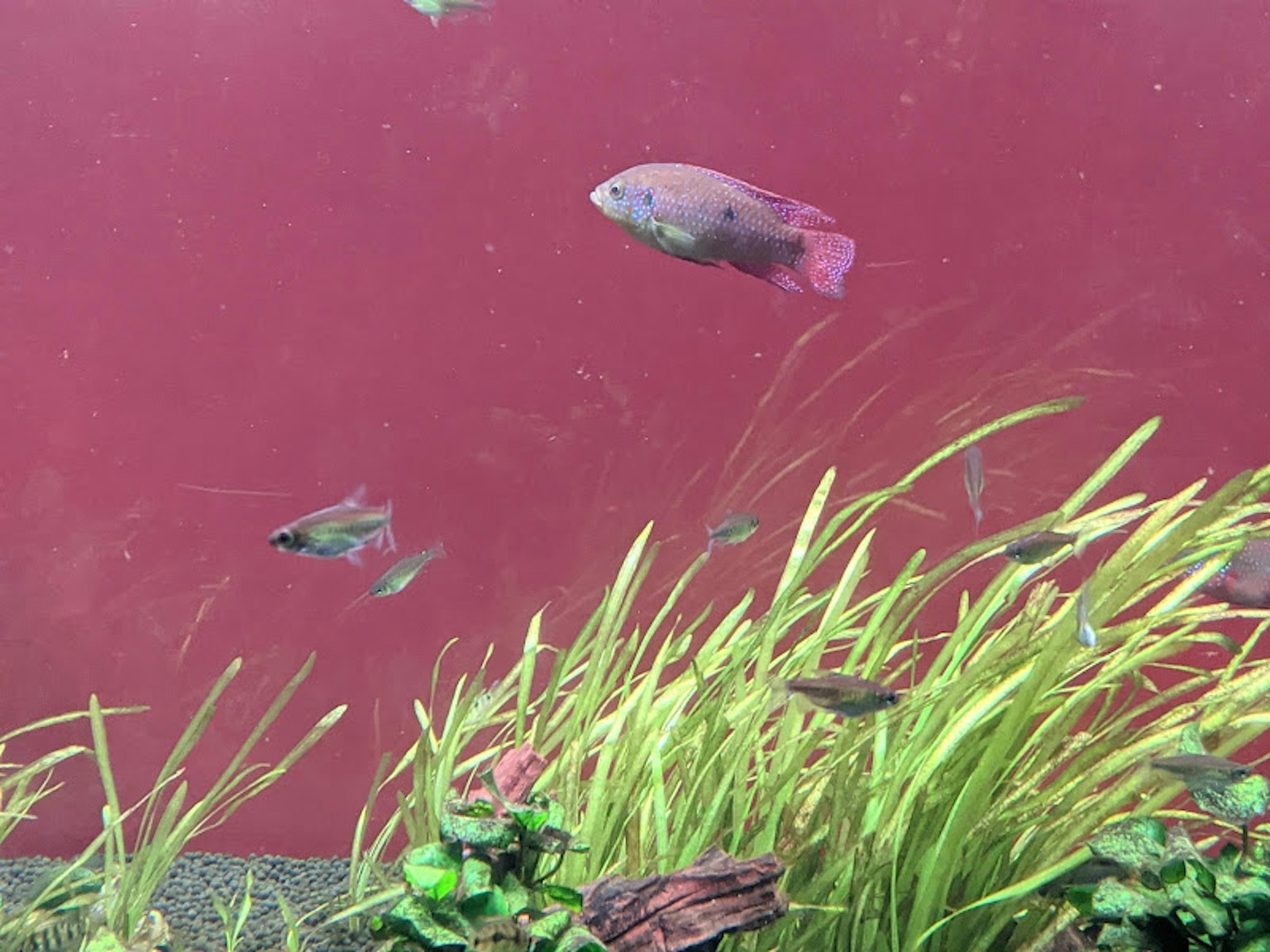Ikan berwarna-warni berenang di akuarium dengan latar belakang merah dan tanaman air