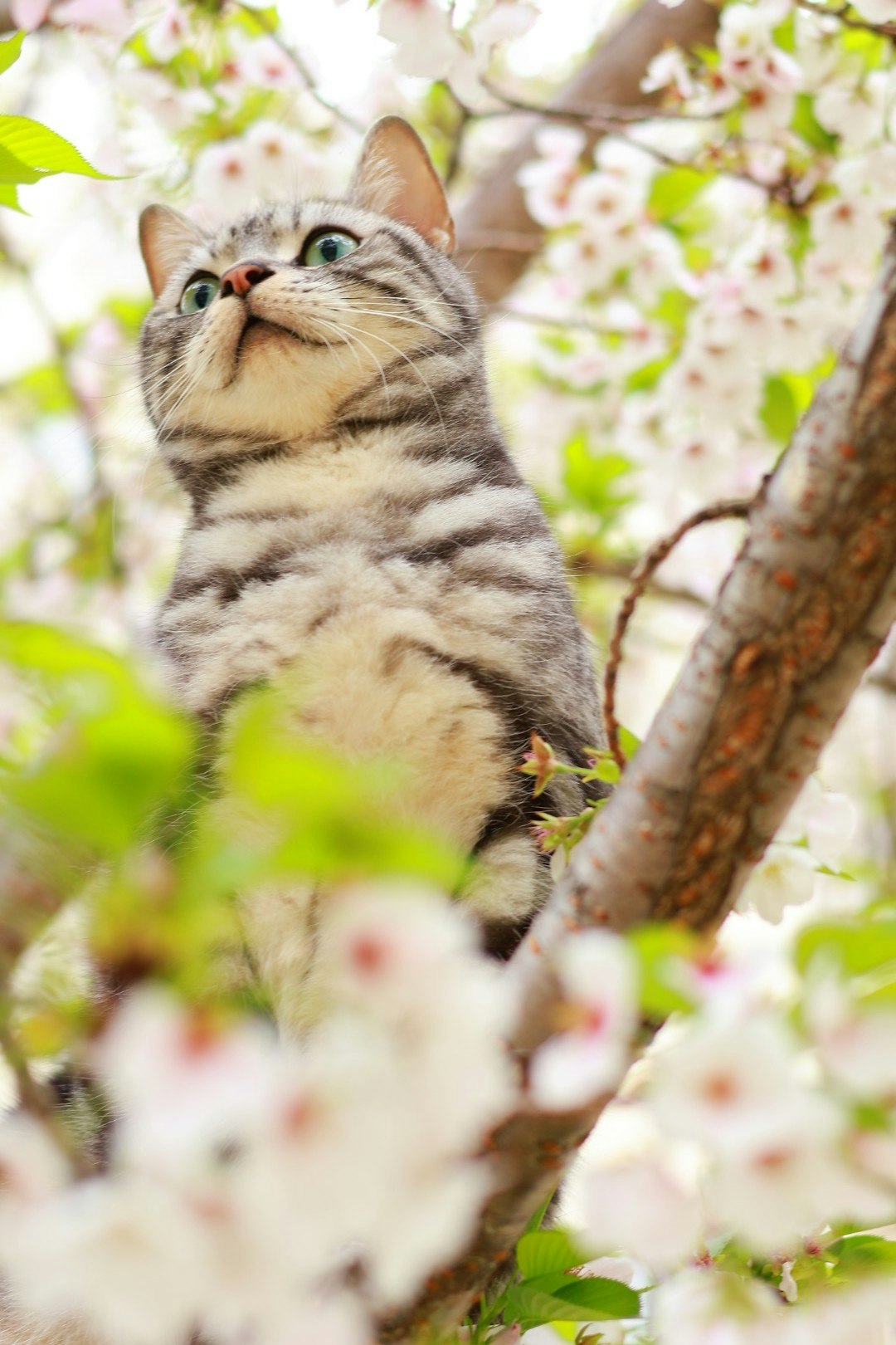 桜の木の枝にいる猫