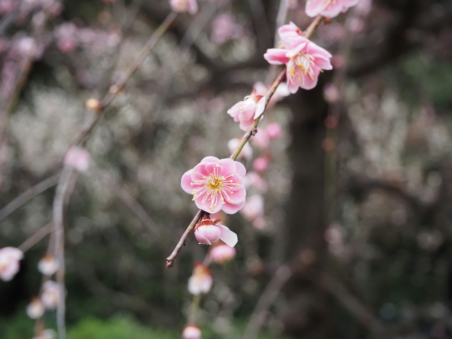 Gros plan d'une branche avec des fleurs roses pâles tronc d'arbre flou en arrière-plan