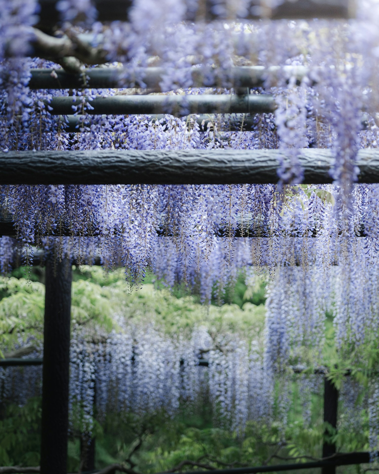 ดอกวิสทีเรียสวยงามแขวนอยู่ในสวน