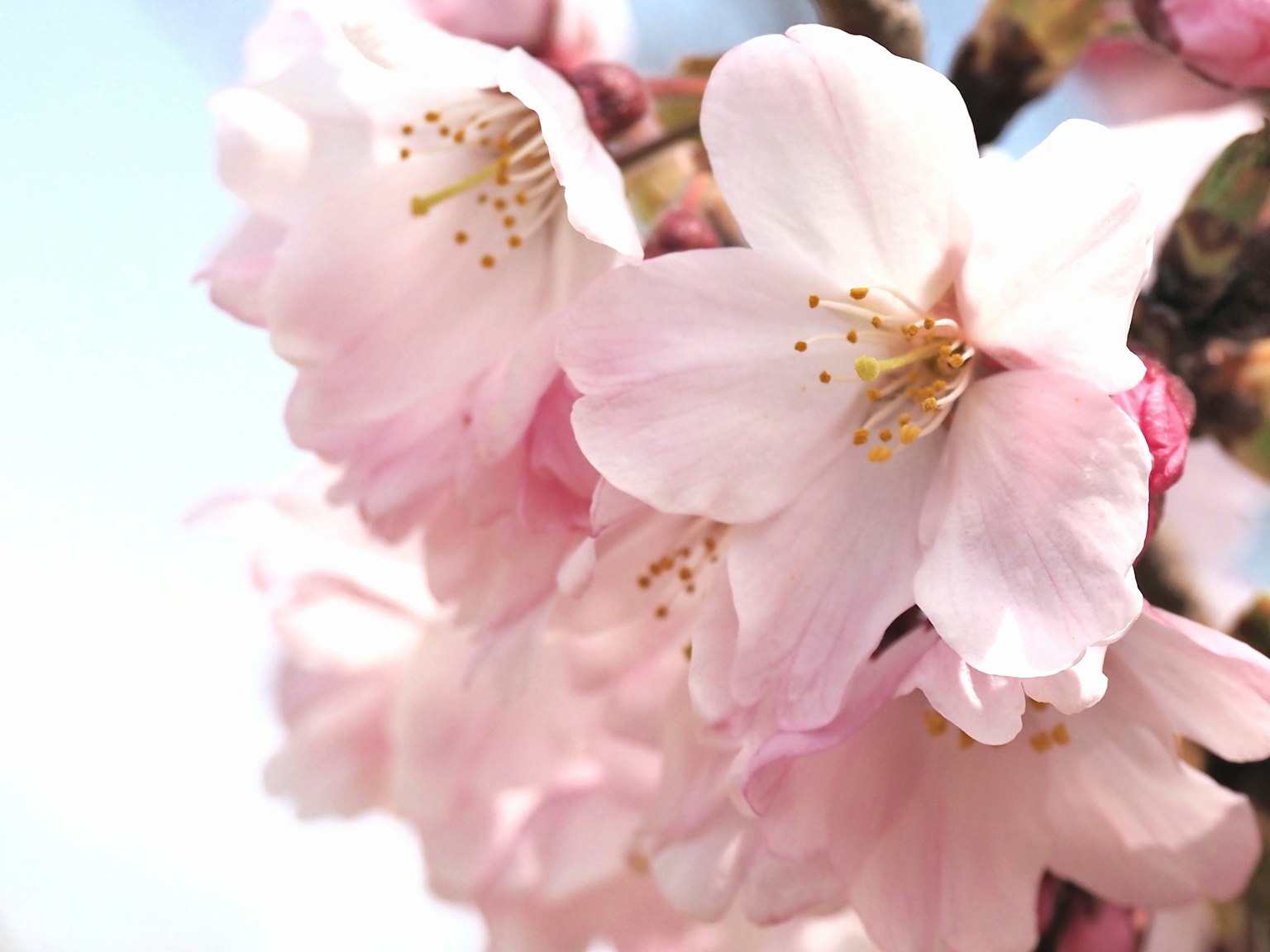 Acercamiento a flores de cerezo en flor bajo un cielo azul