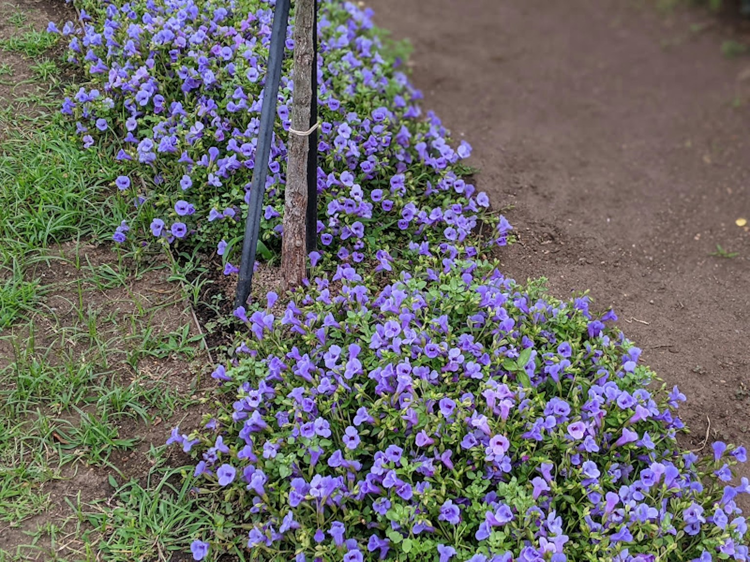 Row of purple flowers with green grass