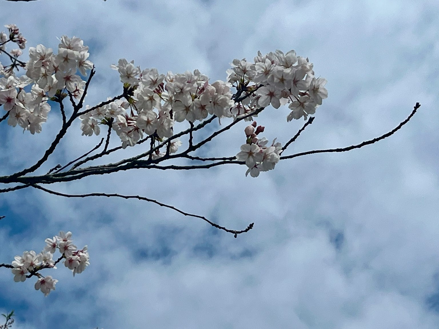 Flores de cerezo blancas contra un cielo azul