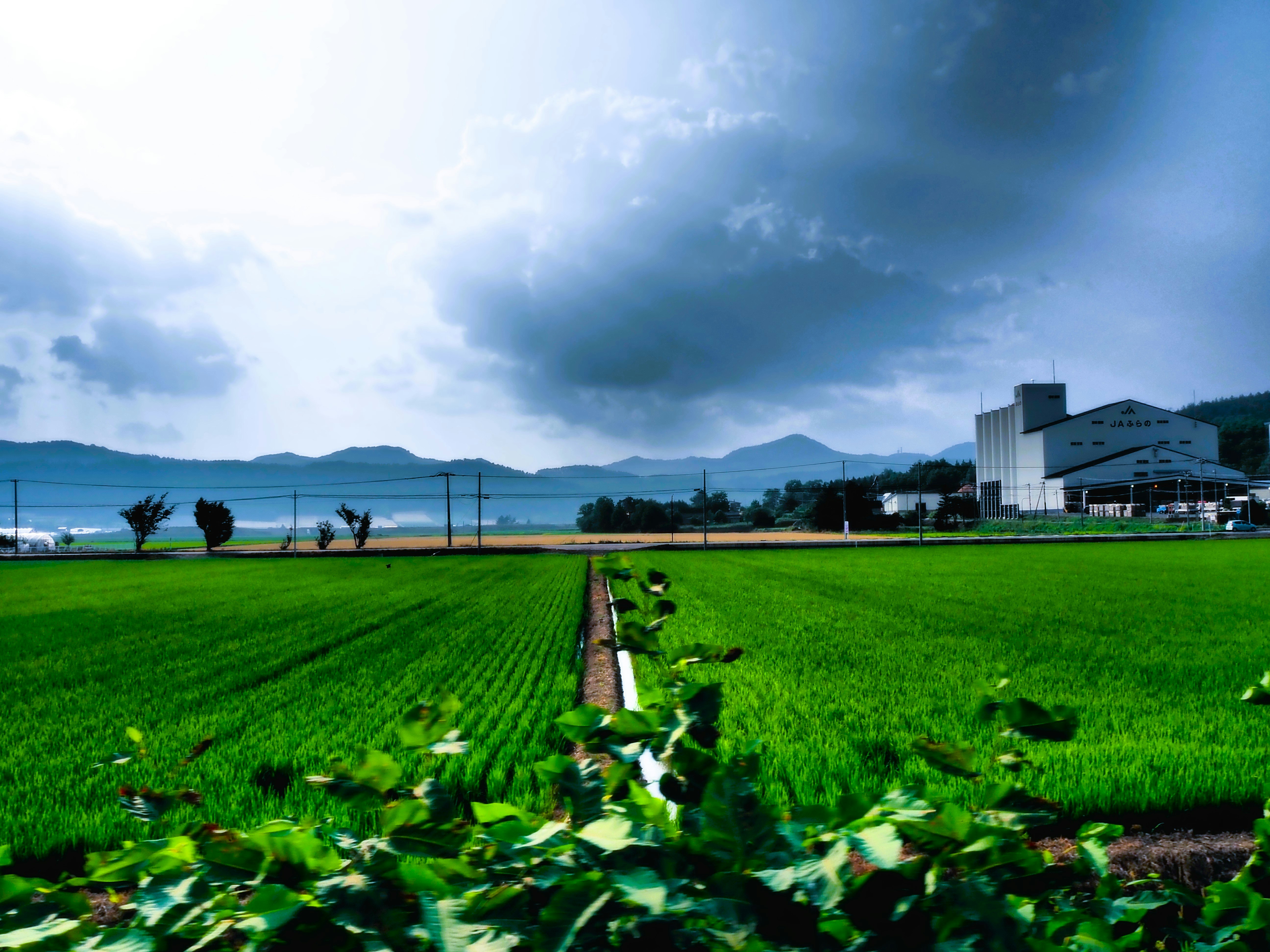 夏の北海道・富良野町の田園風景と畑、車窓から見た風景