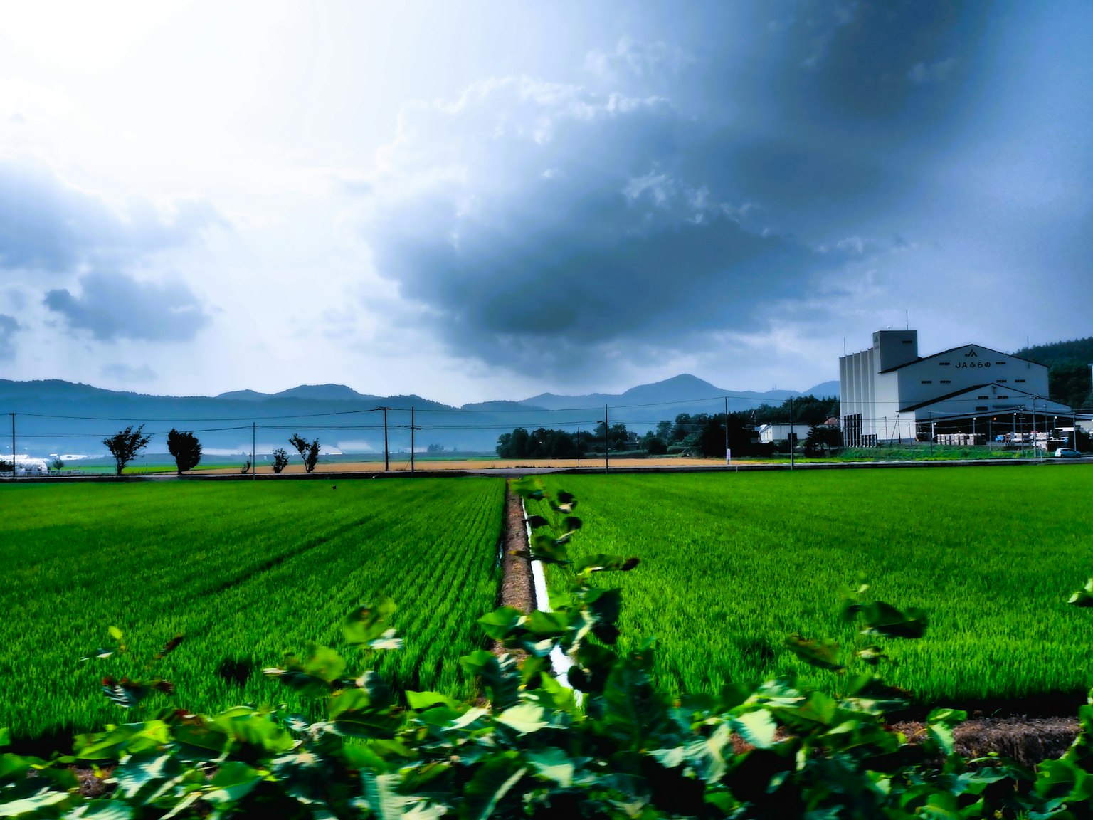 緑の田んぼと山々を背景にした風景