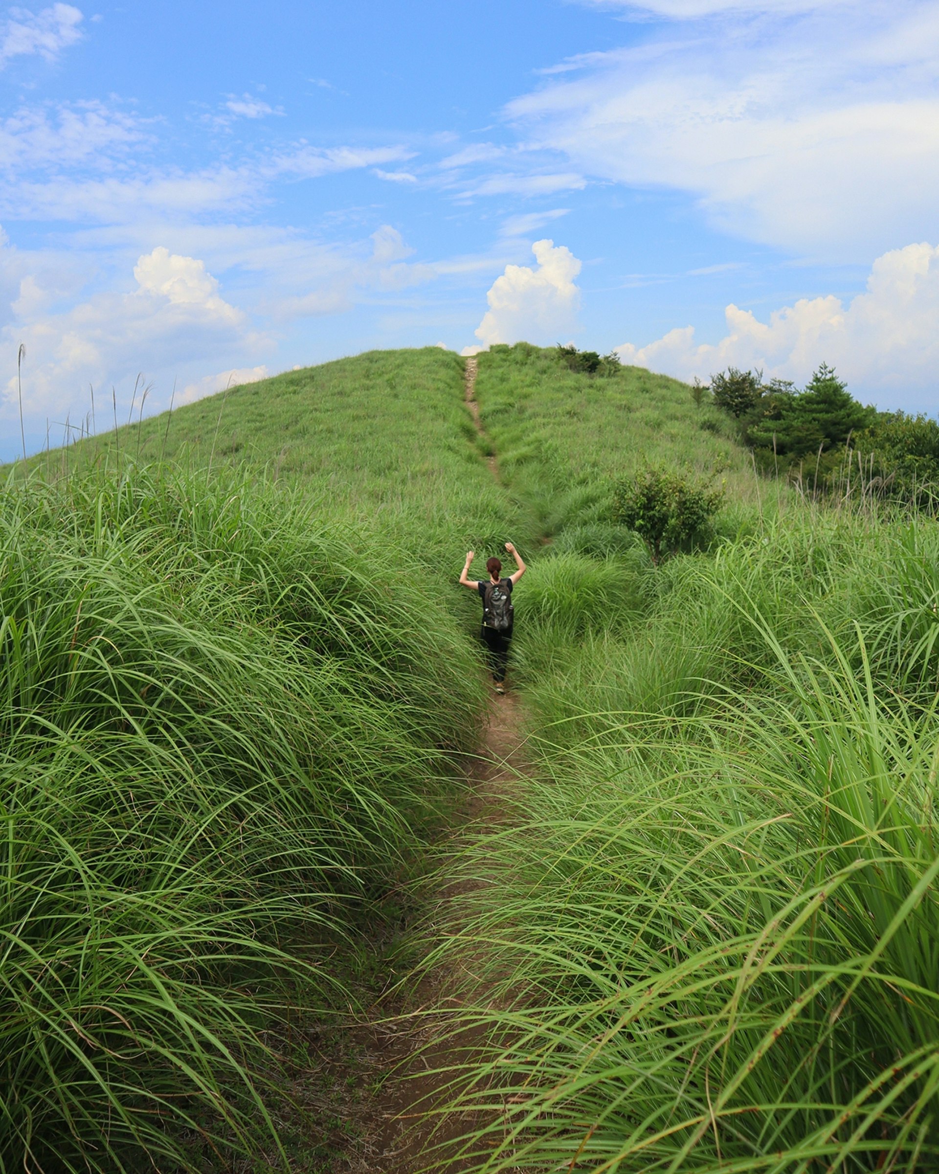 緑の草原の登山道と山頂の眺め