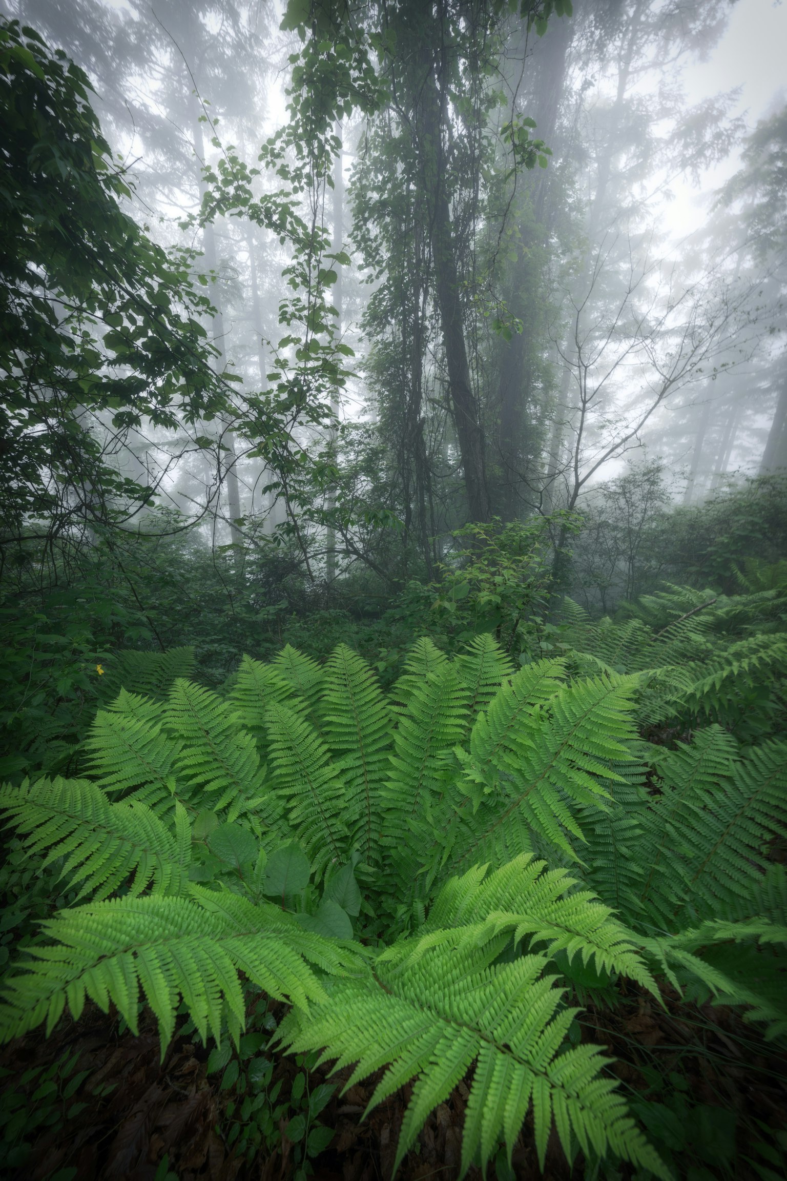 Ferns hijau subur di hutan berkabut dengan pohon-pohon tinggi