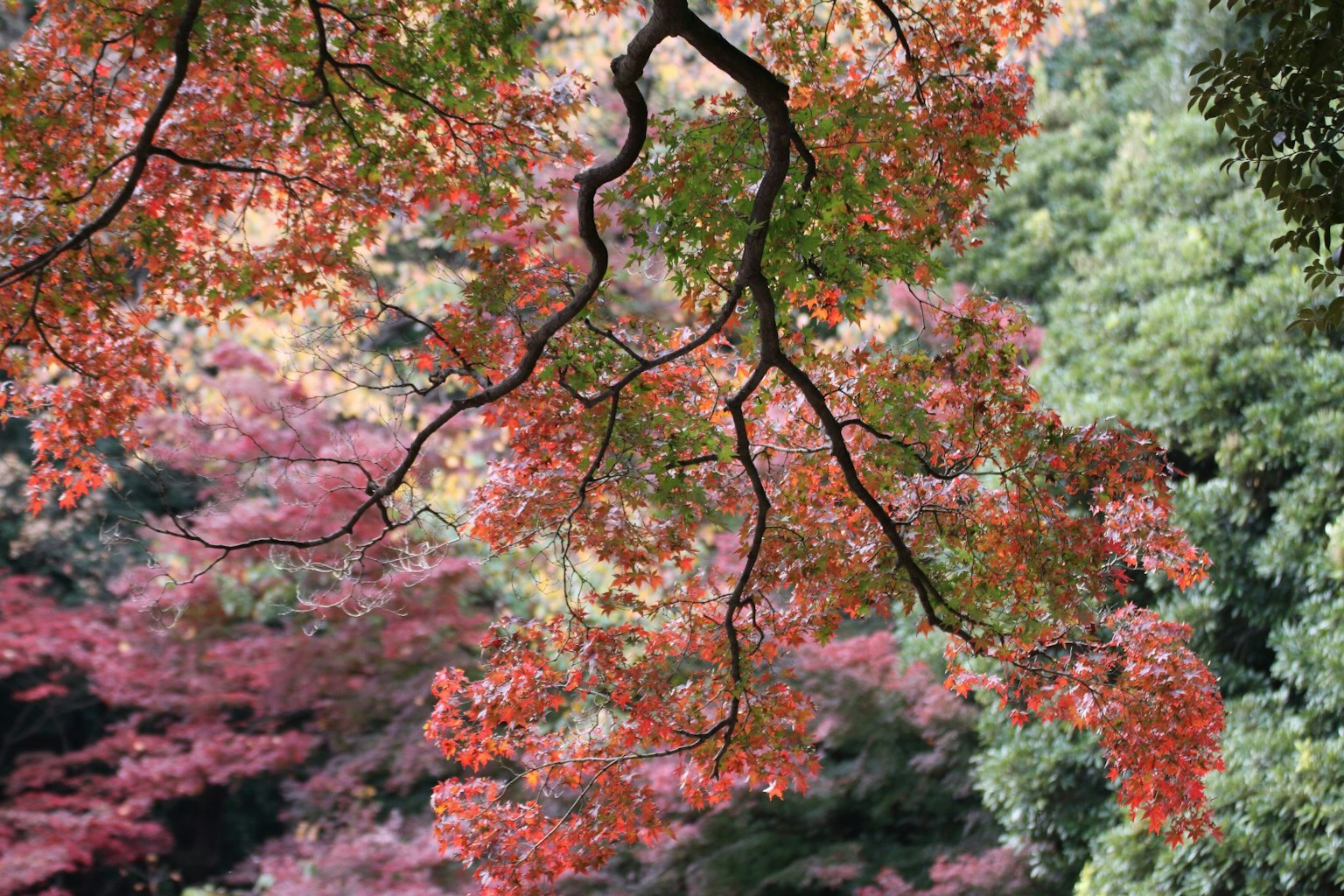 Fogliame autunnale con foglie rosse e verdi vibranti sullo sfondo sfocato