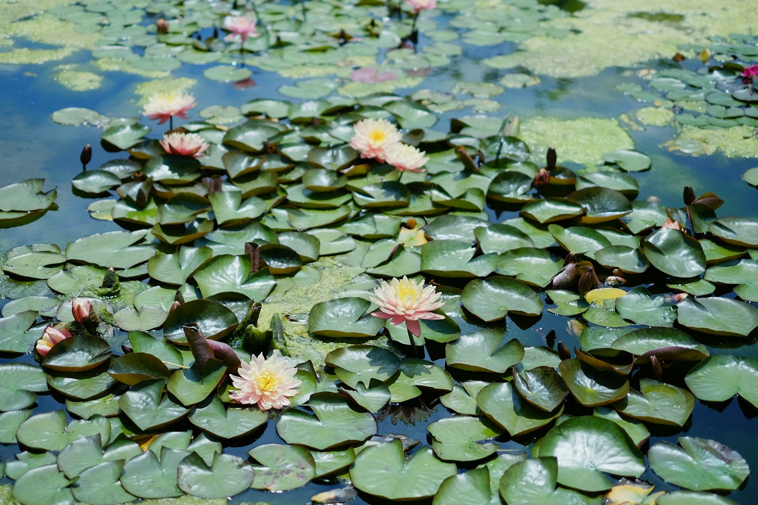Un grupo de nenúfares y hojas flotando en la superficie del agua