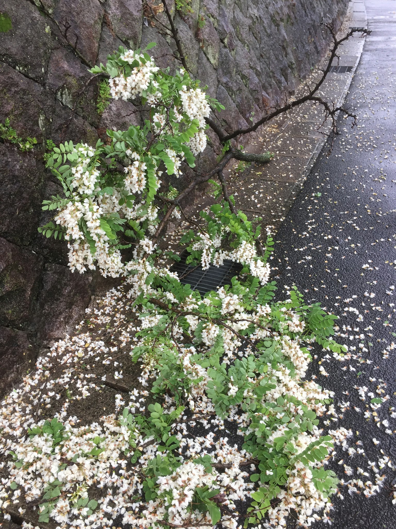 一株白花植物伸展到人行道上