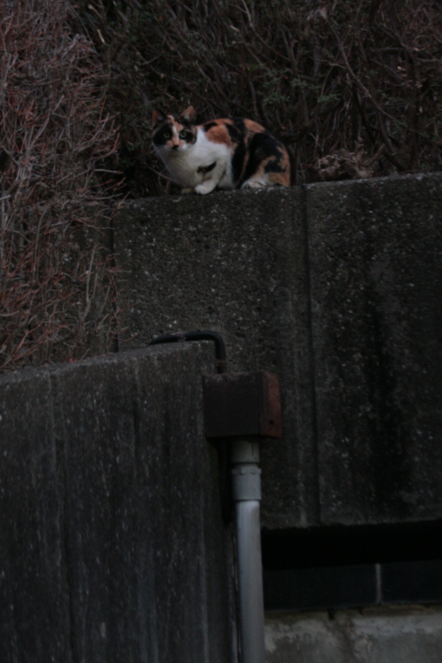 Kucing calico duduk di atas permukaan beton