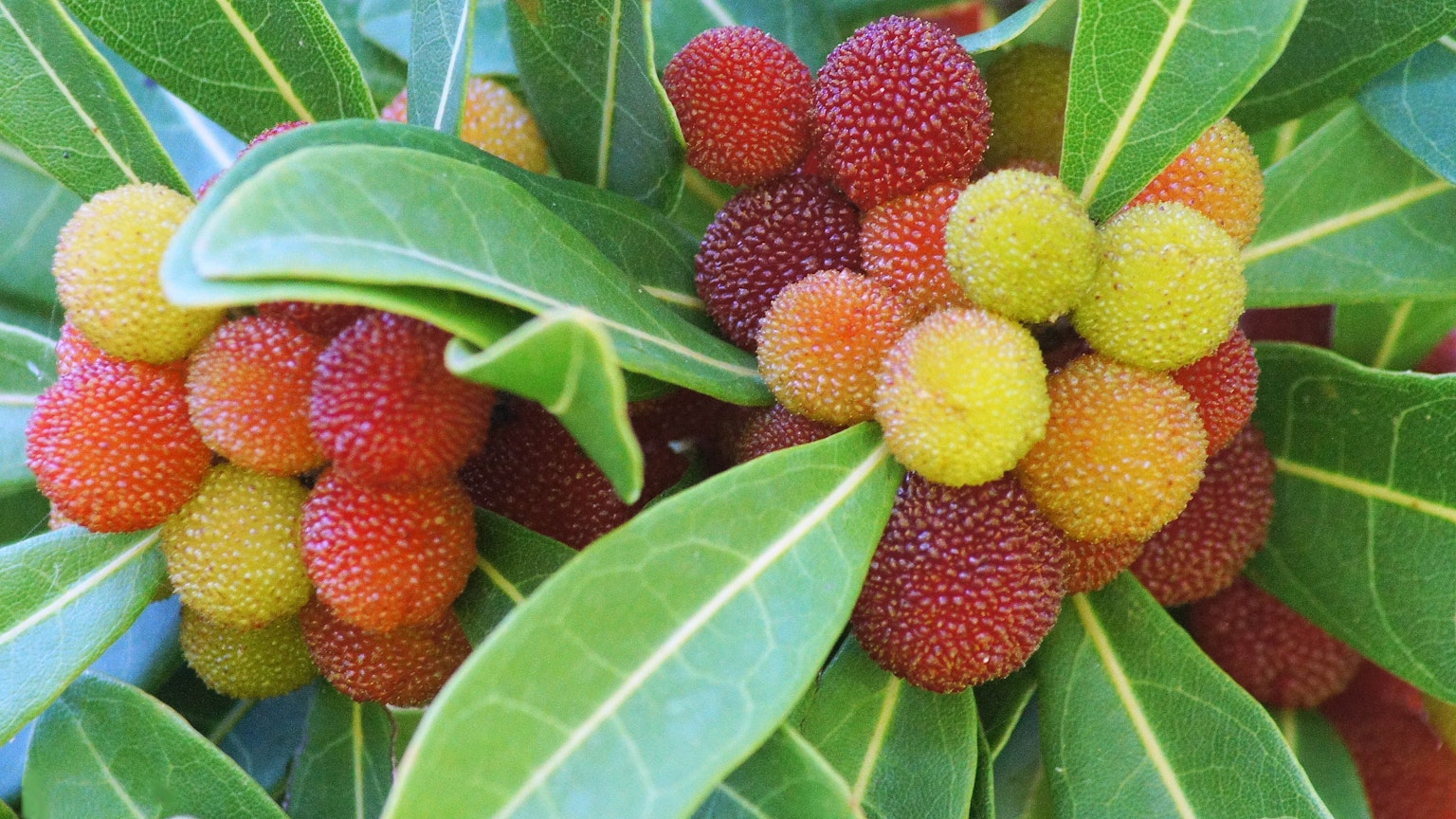 特写植物，红色和黄色的果实和绿色的叶子