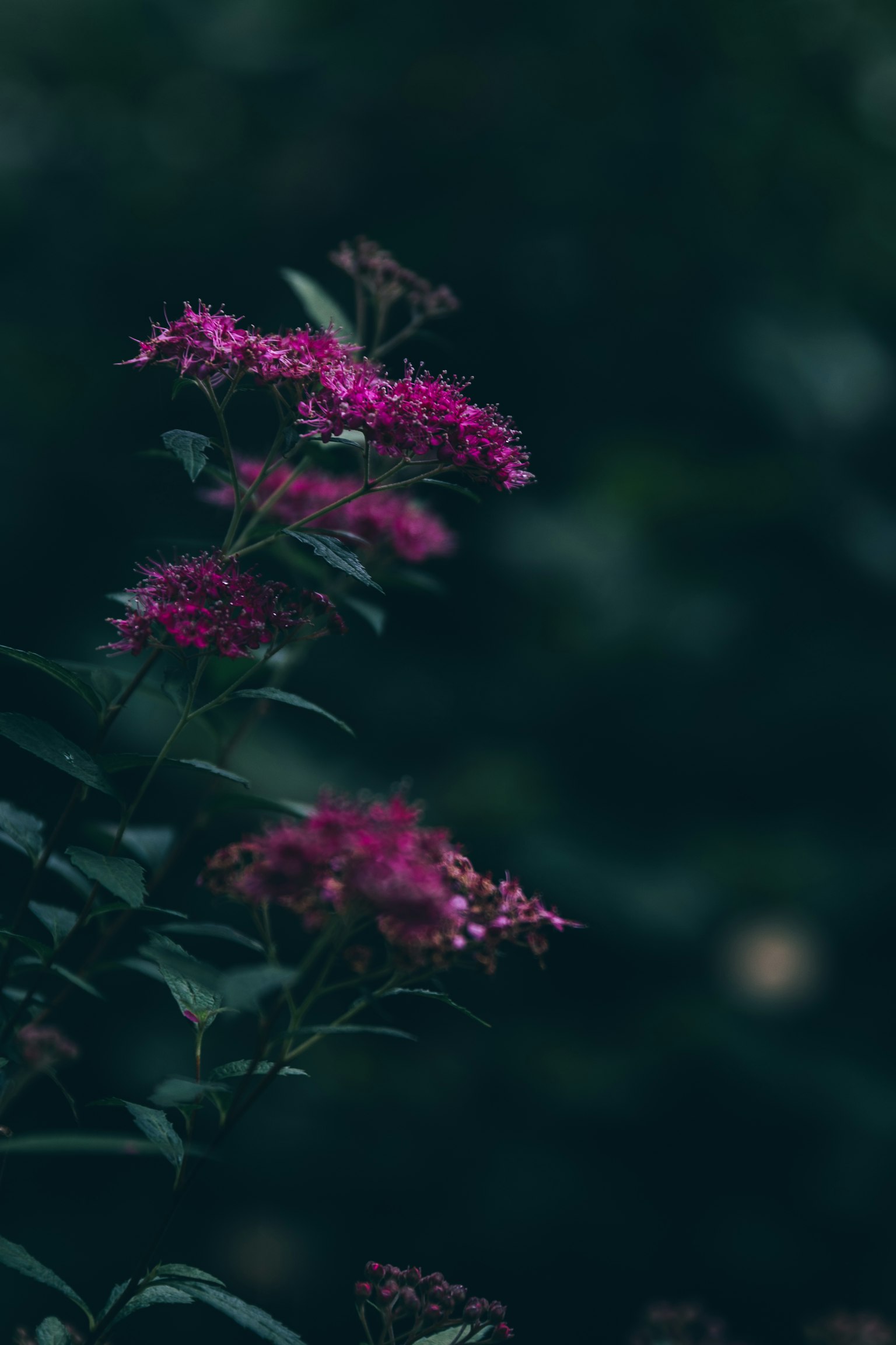 Nahaufnahme von leuchtend rosa Blumen vor einem dunklen Hintergrund