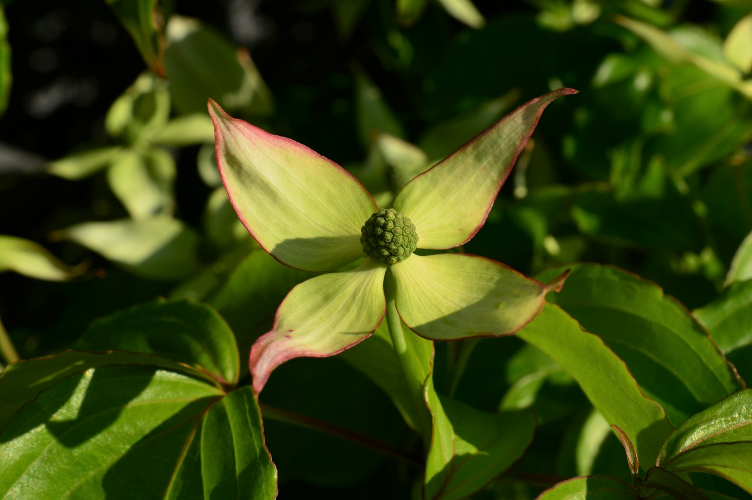 Close-up of a green flower with pink edges