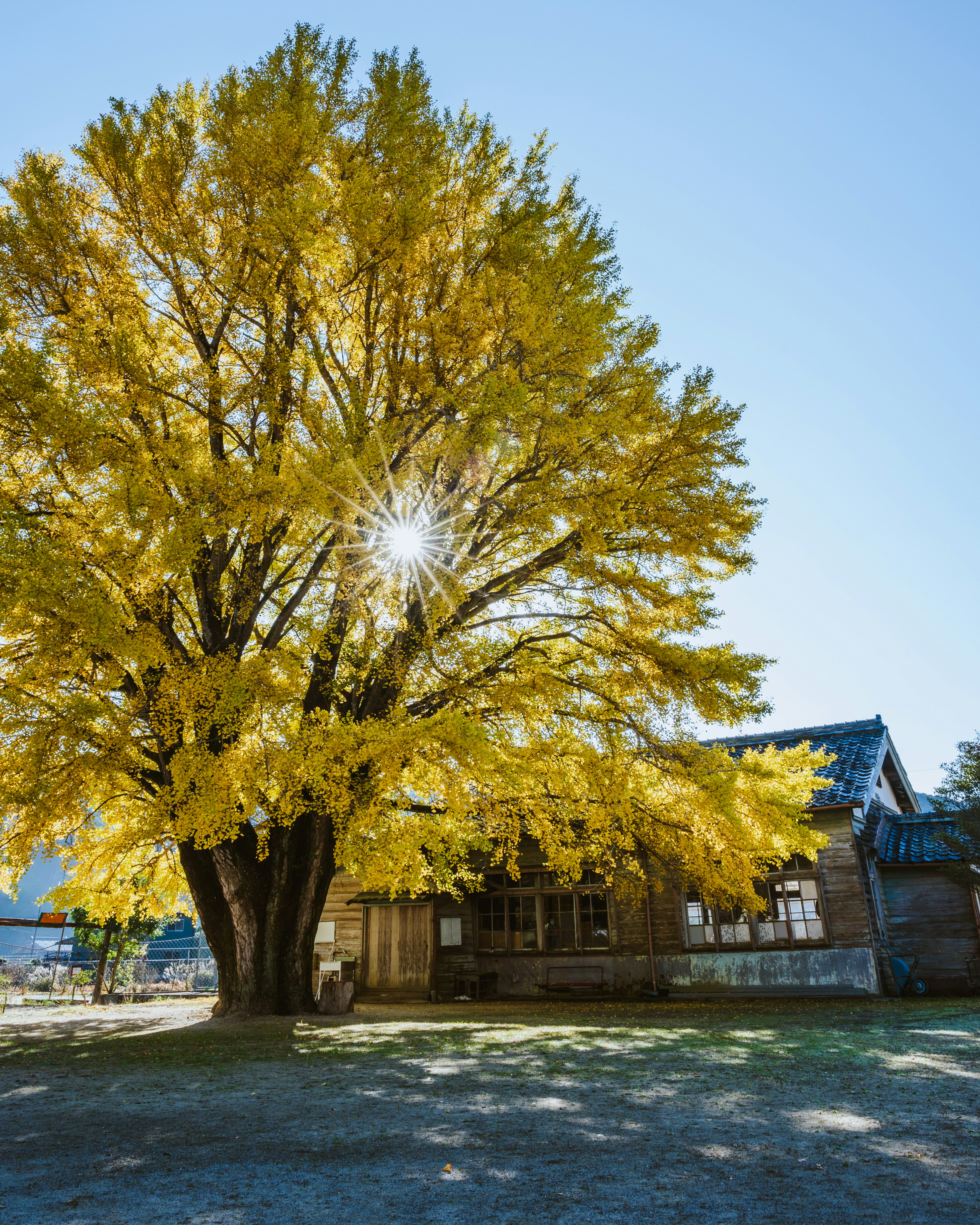 Großer Ginkgobaum und altes Gebäude unter klarem blauem Himmel