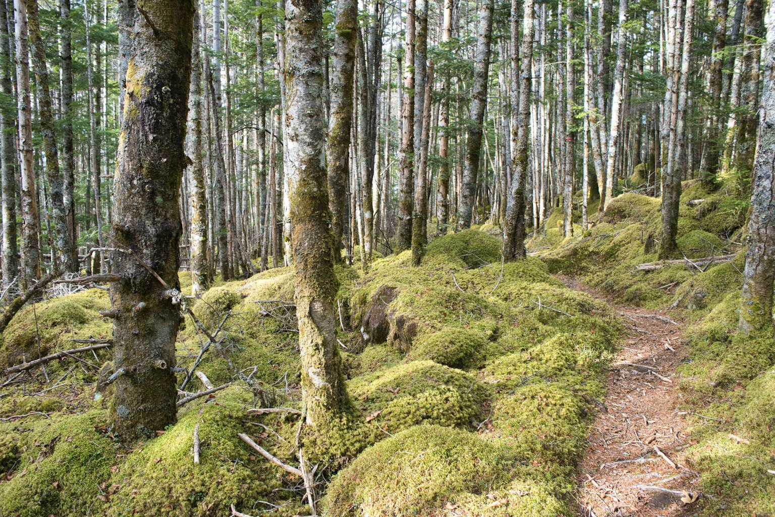 Escena de bosque con un sendero cubierto de musgo y árboles altos