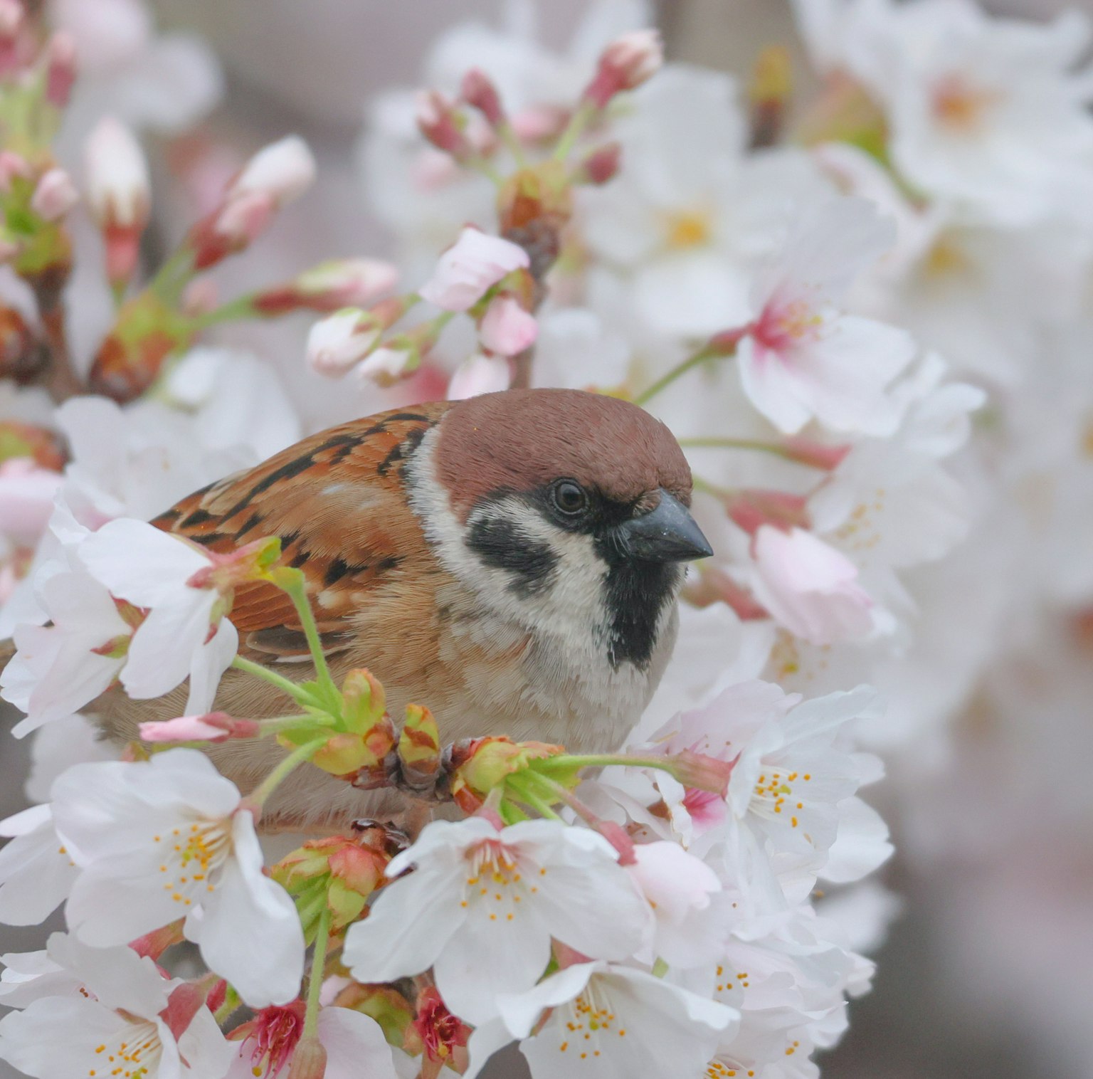 Passero posato tra i fiori di ciliegio