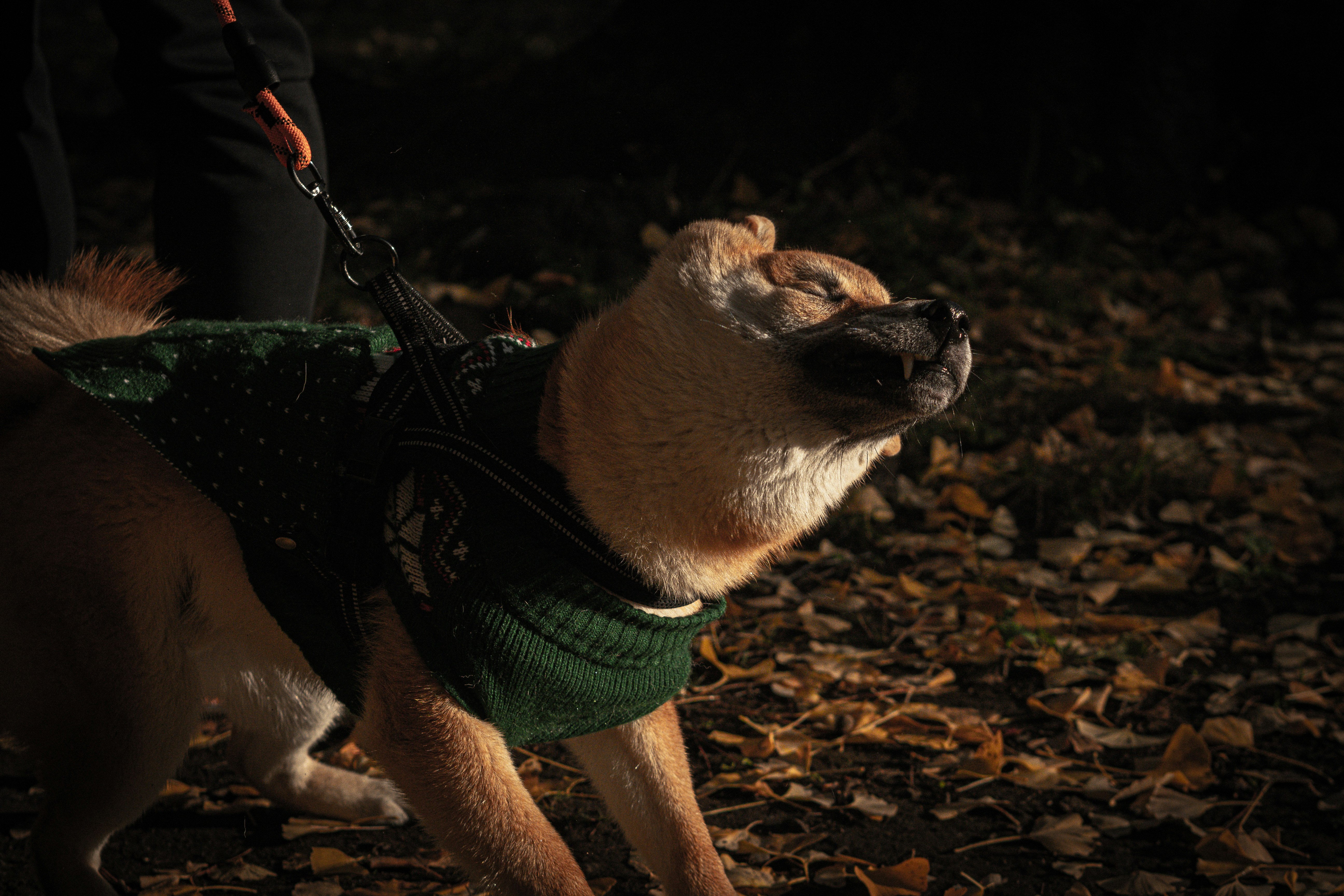落ち葉の路上で首輪をつけた犬が横を向いている