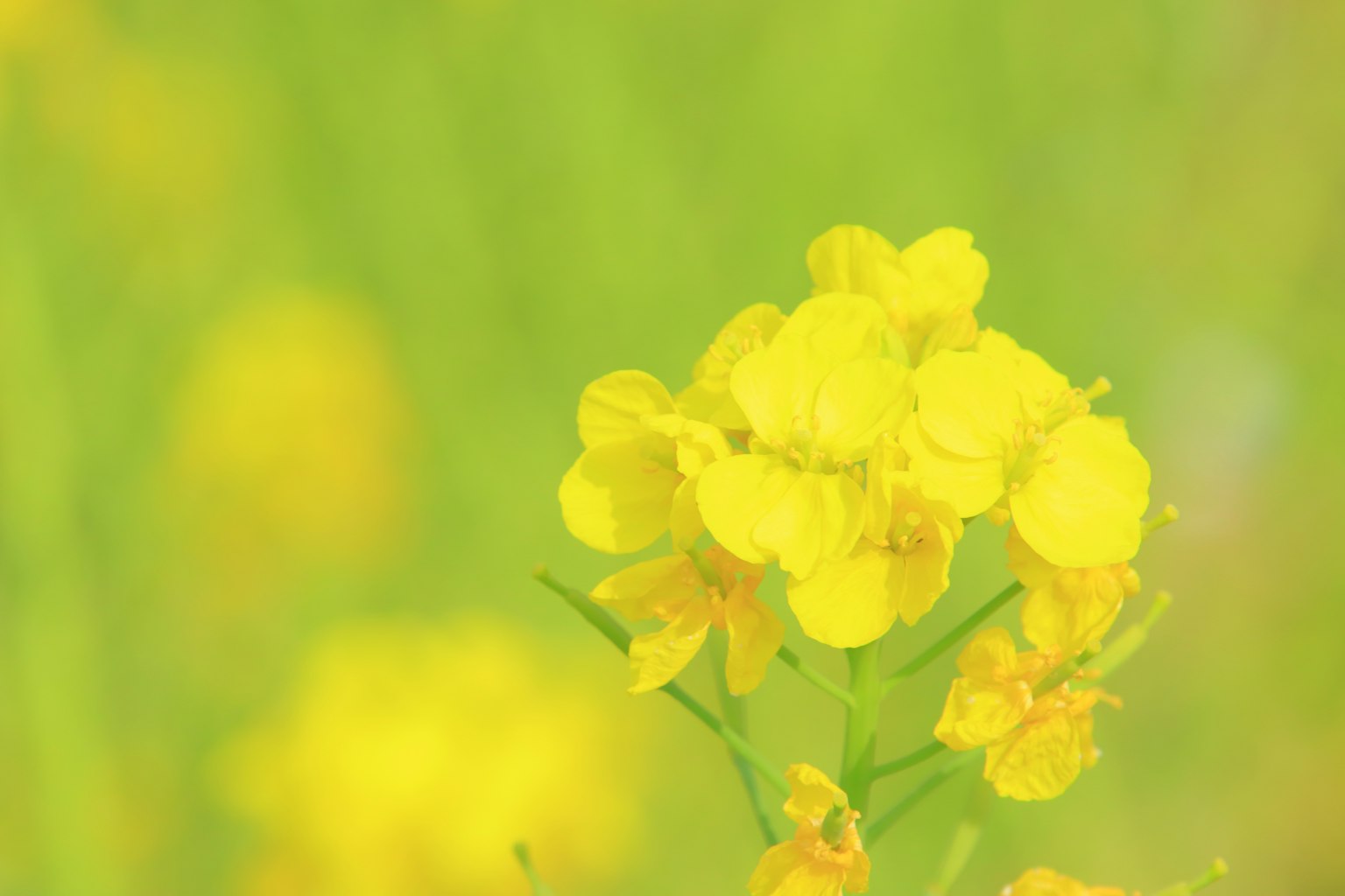 Nahaufnahme von leuchtend gelben Blumen mit einem sanften grünen Hintergrund
