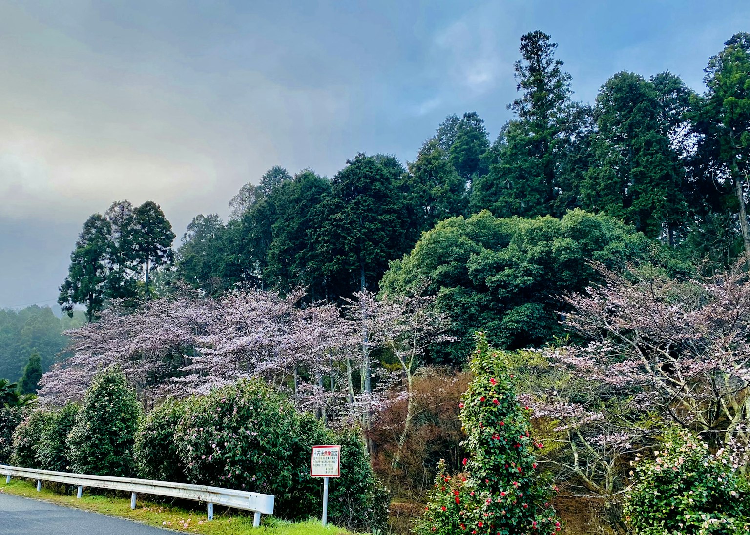 Vue pittoresque d'arbres verdoyants et de cerisiers en fleurs