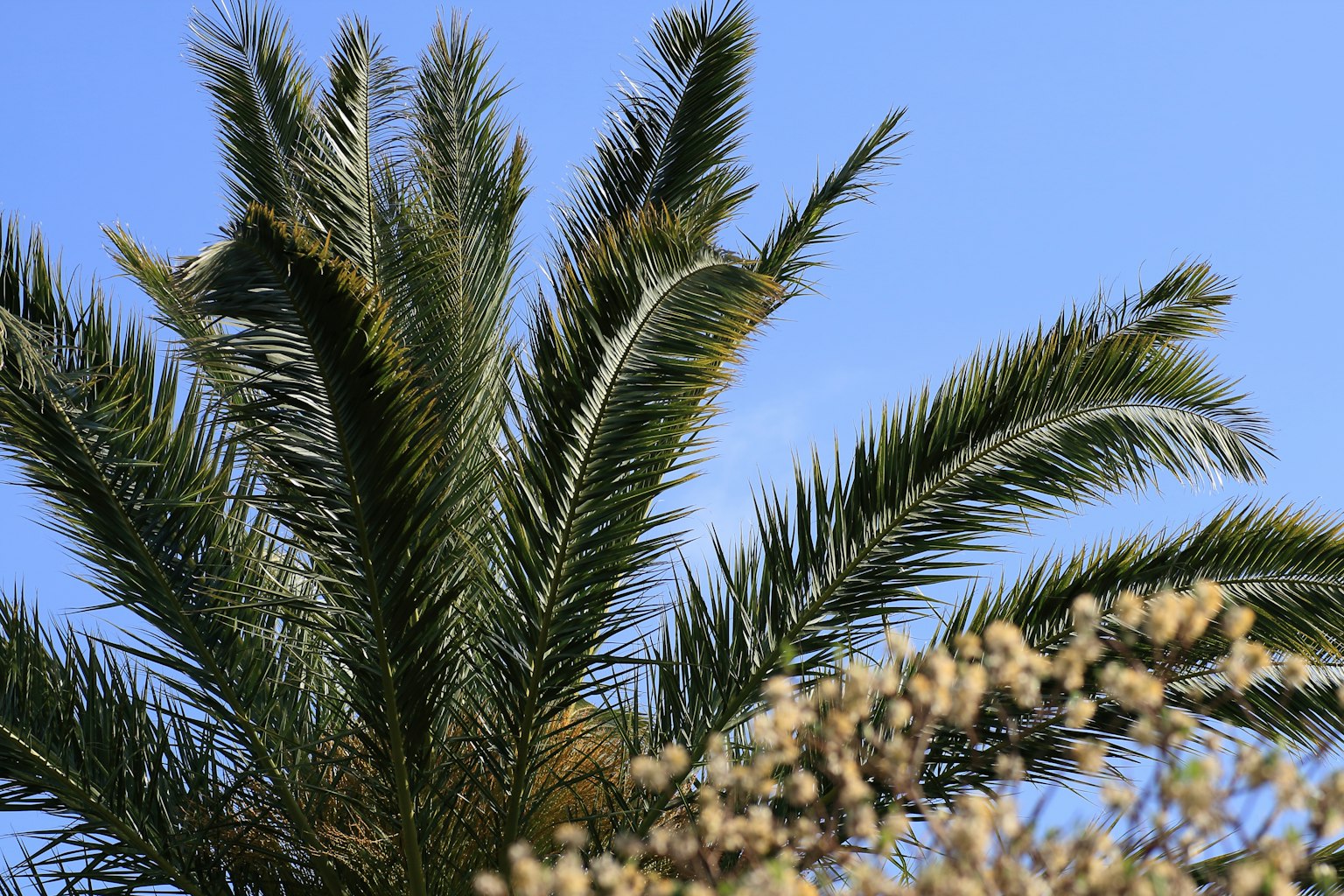 Nahaufnahme von Palmenblättern vor blauem Himmel