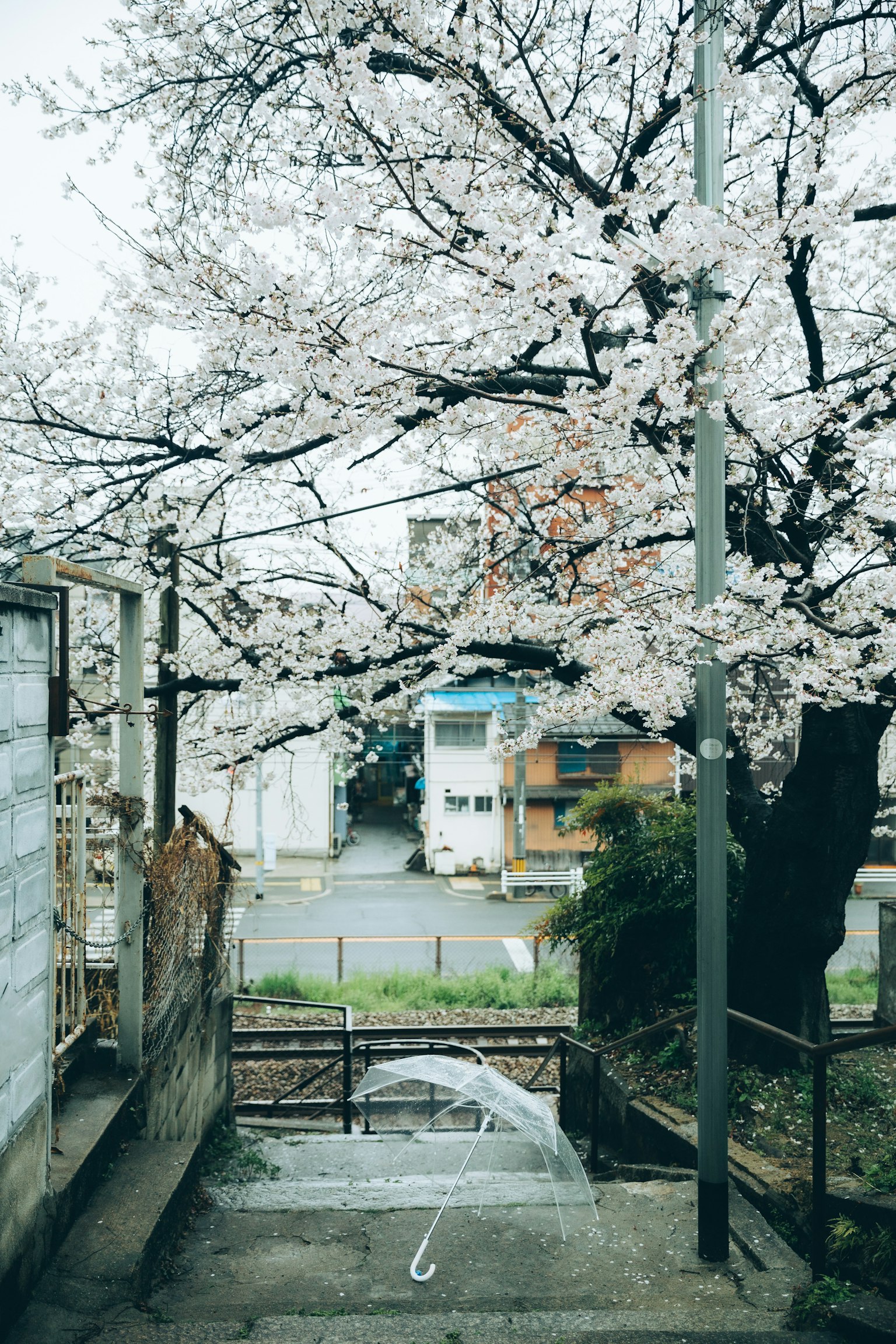 Un cerisier en fleurs au-dessus d'un escalier avec des bâtiments en arrière-plan