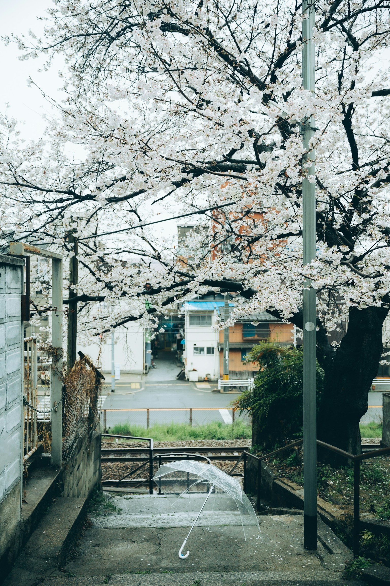 Pohon sakura di atas tangga dengan bangunan di latar belakang