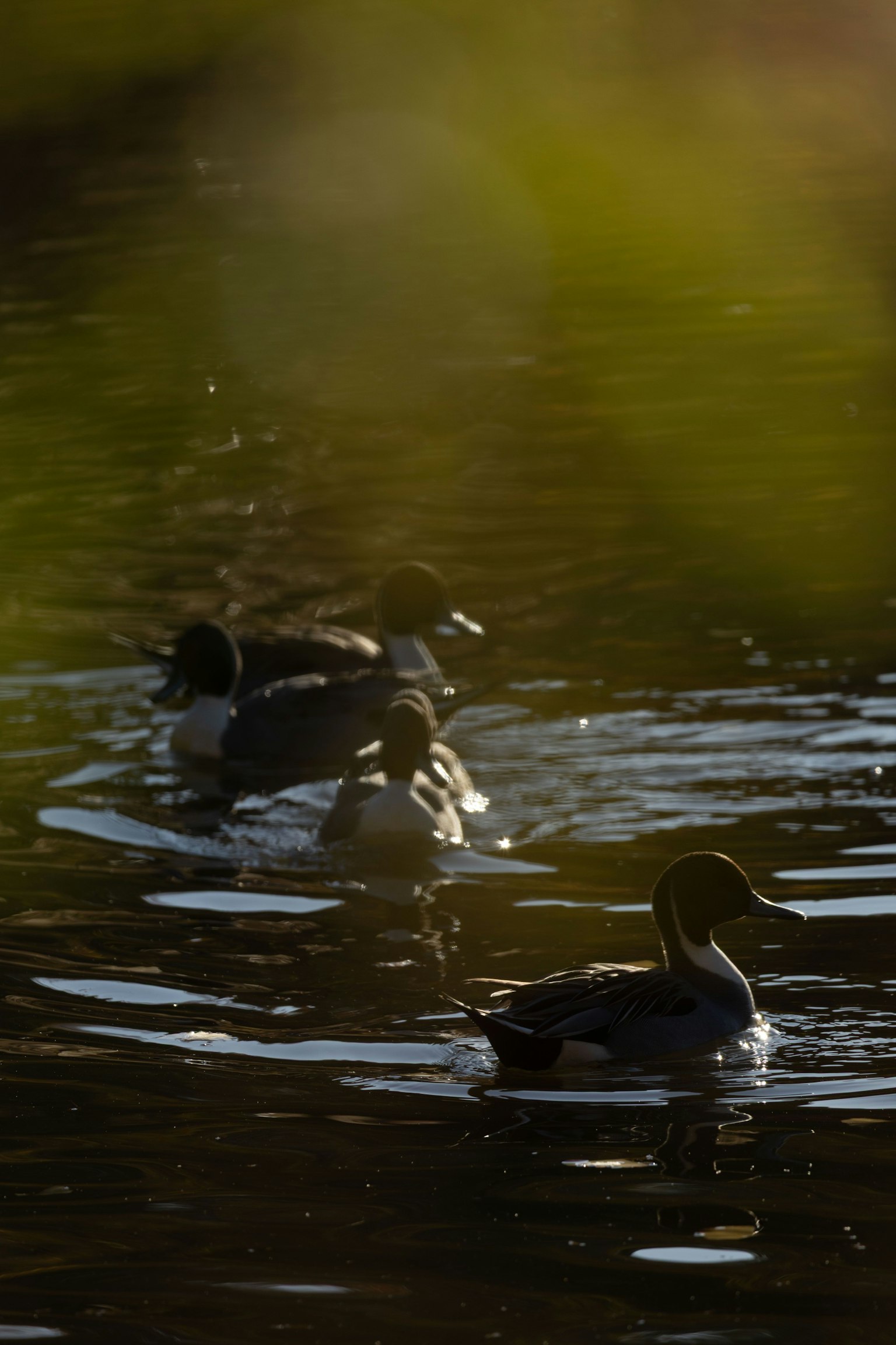A group of ducks swimming on the water with soft lighting