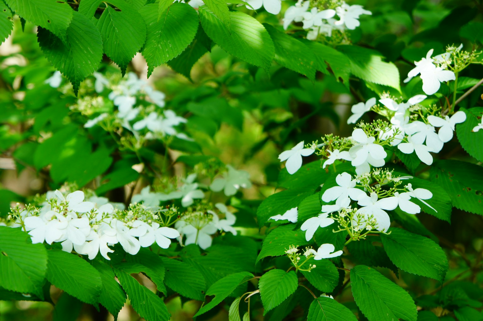 Contraste magnifique entre les feuilles vertes et les fleurs blanches