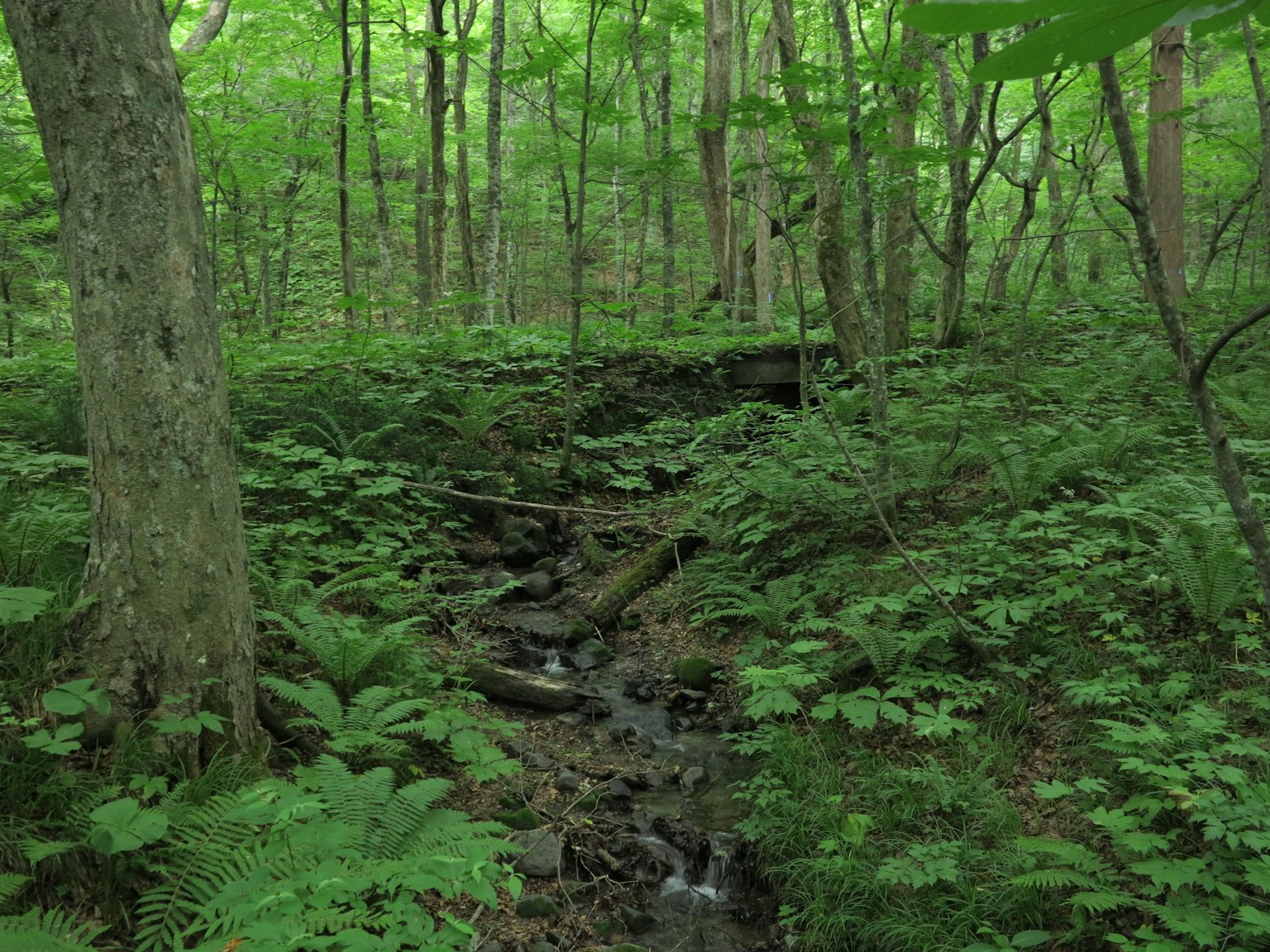 Forêt verdoyante avec un ruisseau coulant et des arbres environnants