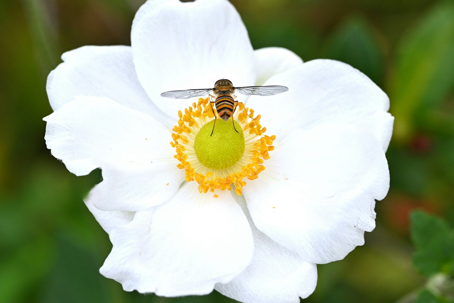 Eine Biene auf einer weißen Blume mit gelbem Zentrum